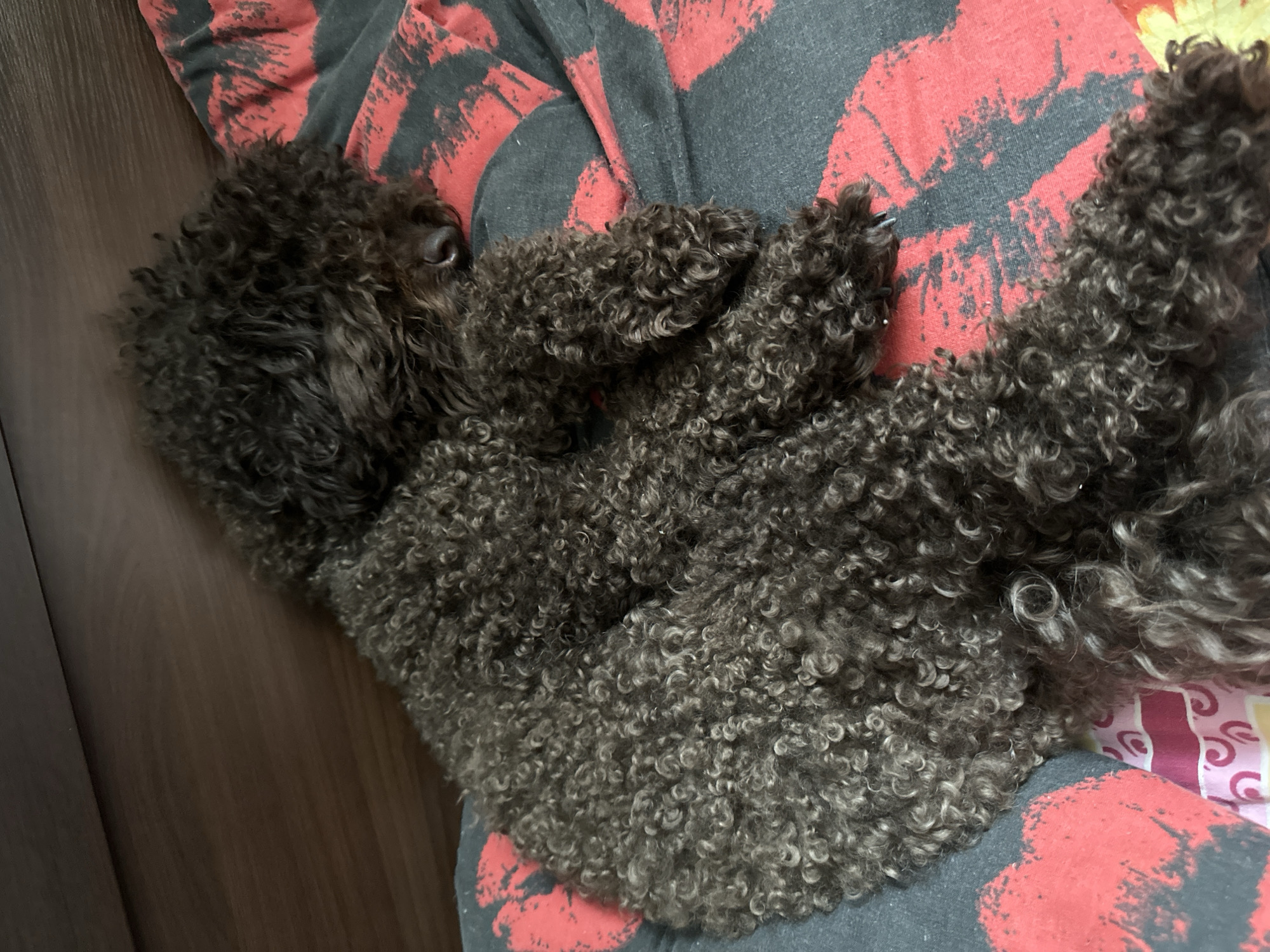 A dark brown, curly-haired dog is sleeping on a bed. The dog is positioned on its side, curled up with its head resting on its paws. The bed has a black and red patterned comforter and a wooden headboard. The scene appears to be indoors. There is no indication of the dog's location in Sayanogorsk, Russia.