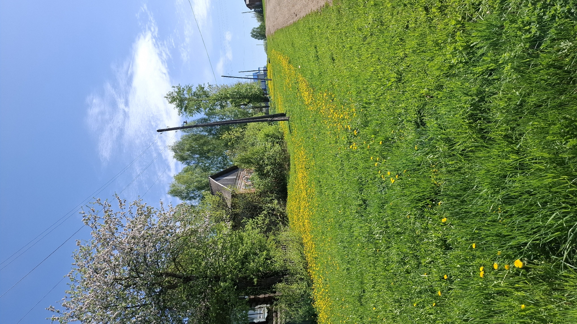 The image depicts a rural scene in Шешурга, Russia. Lush green grass covers the foreground, interspersed with yellow dandelions. A dirt road runs alongside the grassy area. A wooden house, partially obscured by trees, stands in the background. A flowering tree is visible on the left, with power lines stretching across the blue sky with scattered clouds. A wooden utility pole stands near the house.