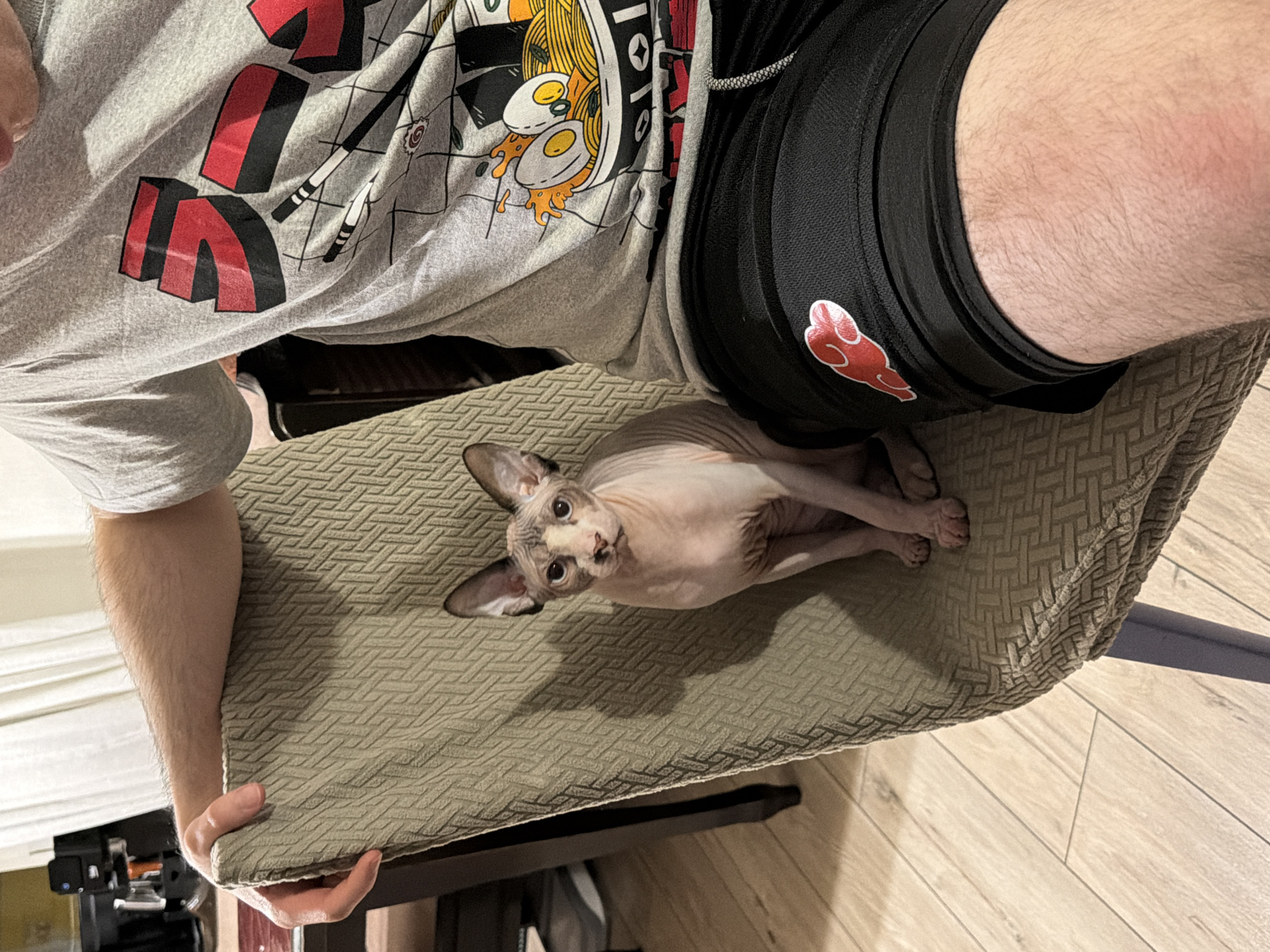 A light-skinned Sphynx cat sits upright on a chair, facing the camera. The cat has large ears, prominent wrinkles on its head and neck, and light pink skin with some grey tabby markings on its face and ears. Its eyes are wide and blue. The chair is covered in a textured, woven fabric in a muted green color. A person's arm is resting on the back of the chair. The person is wearing a grey t-shirt with a graphic of ramen noodles and chopsticks, and black shorts with a red cloud emblem. The background shows a wooden floor and a white curtain. The scene appears to be indoors.
