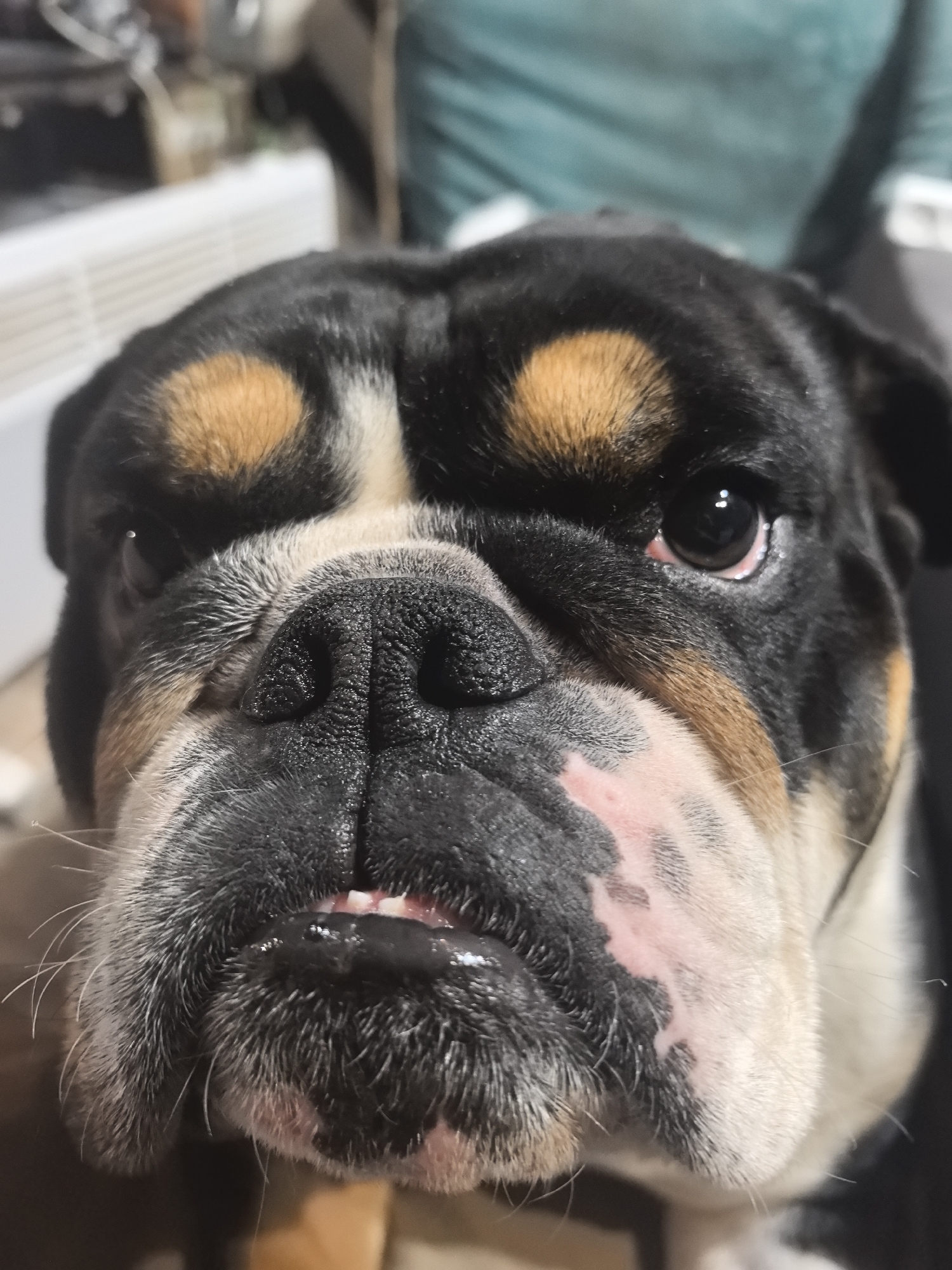 A close-up photograph shows the face of a Bulldog. The dog has a black, tan, and white coat with prominent wrinkles around its face and nose. Its eyes are dark, and it has a slightly open mouth revealing its teeth. The background is blurred, showing a white radiator and indistinct shapes. The location is not discernible from the image.