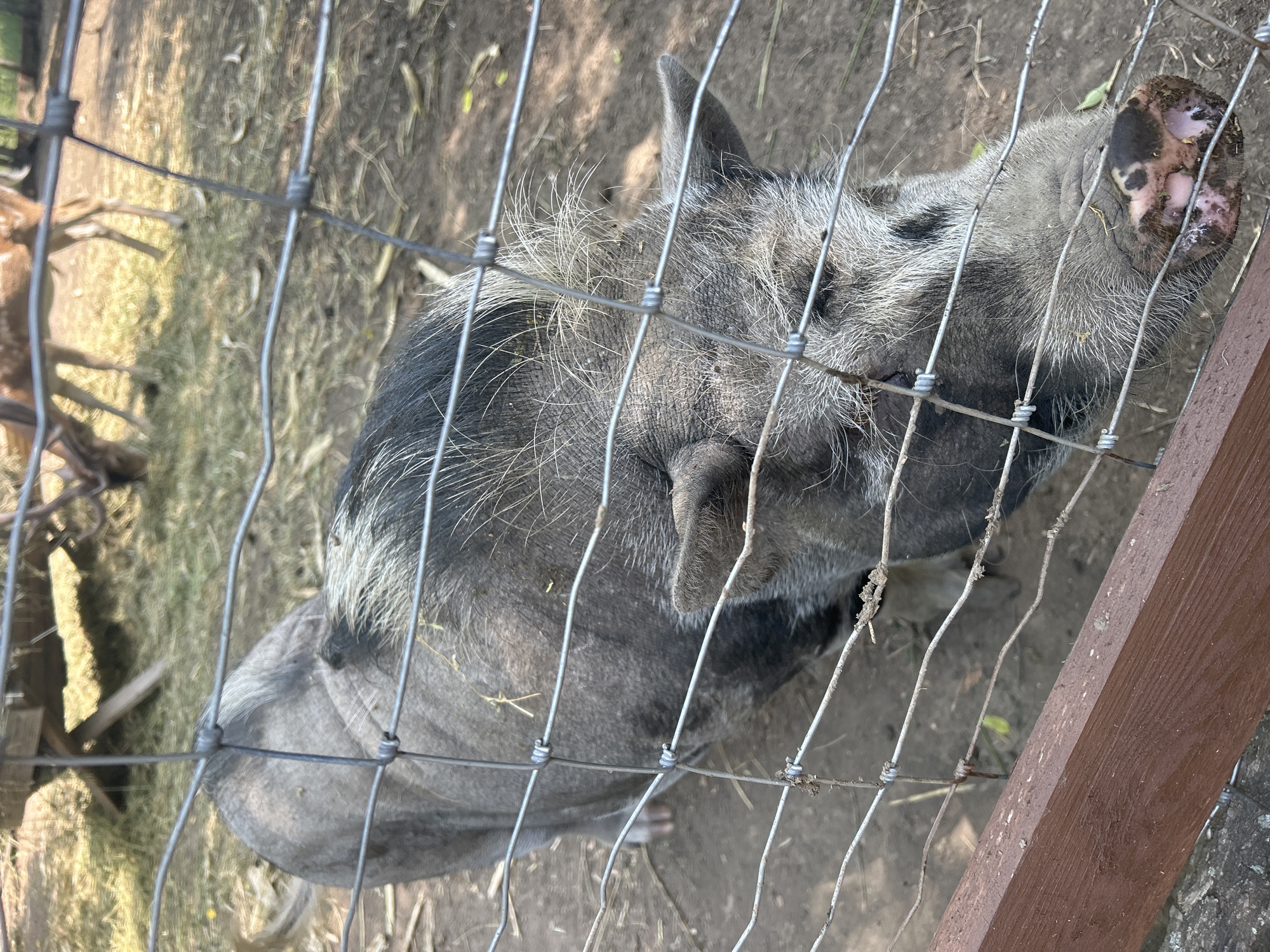 In Slobozia-Dușca, Moldova, a pig is visible behind a wire fence. The pig is dark gray with lighter gray and white bristles on its head and back. It is facing the camera, with its snout close to the fence. The ground appears to be dirt and hay, and in the background, several deer are grazing.