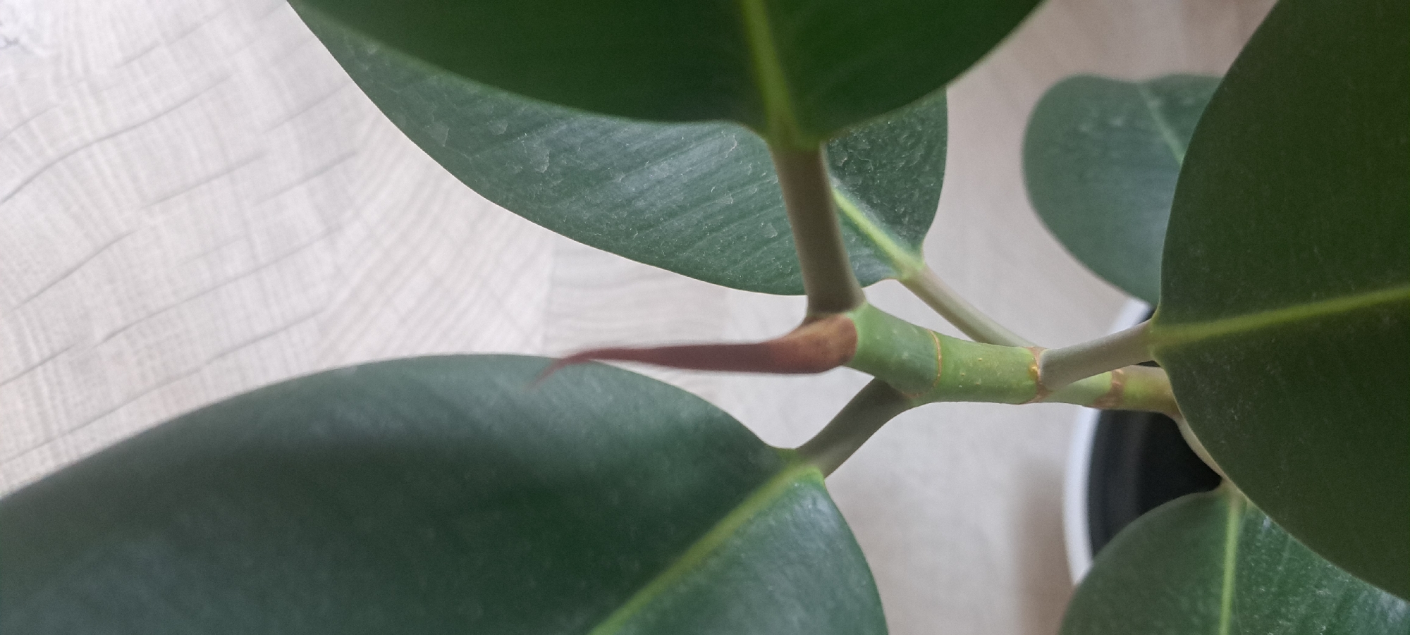 A close-up shot focuses on the new growth at the top of a rubber plant. The main subject is a pointed, reddish-brown bud emerging from the green stem. Two large, dark green leaves, one on the left and one on the right, partially frame the bud. The background is out of focus, showing a light-colored, textured surface, possibly a wall or fabric, with vertical lines. The overall impression is one of plant growth and nature. There is no discernible indication of the city of Азьмушкино, Russia, in the image.