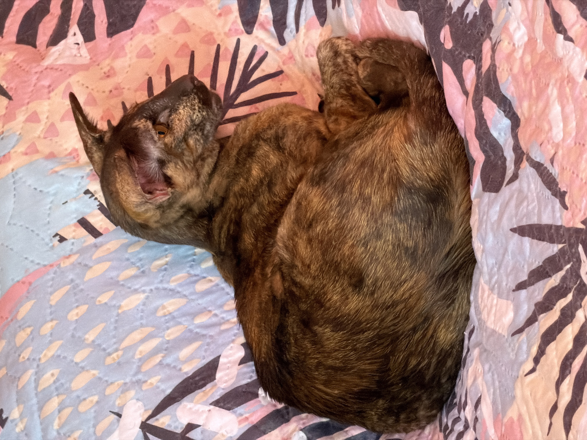 A brindle-patterned dog is curled up asleep on a quilted fabric. The quilt has a light blue section with small, tan leaf-like shapes and a pink section with dark brown abstract shapes. The dog's head is near the blue section and its body is curled up near the pink section and a blanket is bunched near it. The dog has pointed ears and visible eye. The city and country are not apparent from the image.