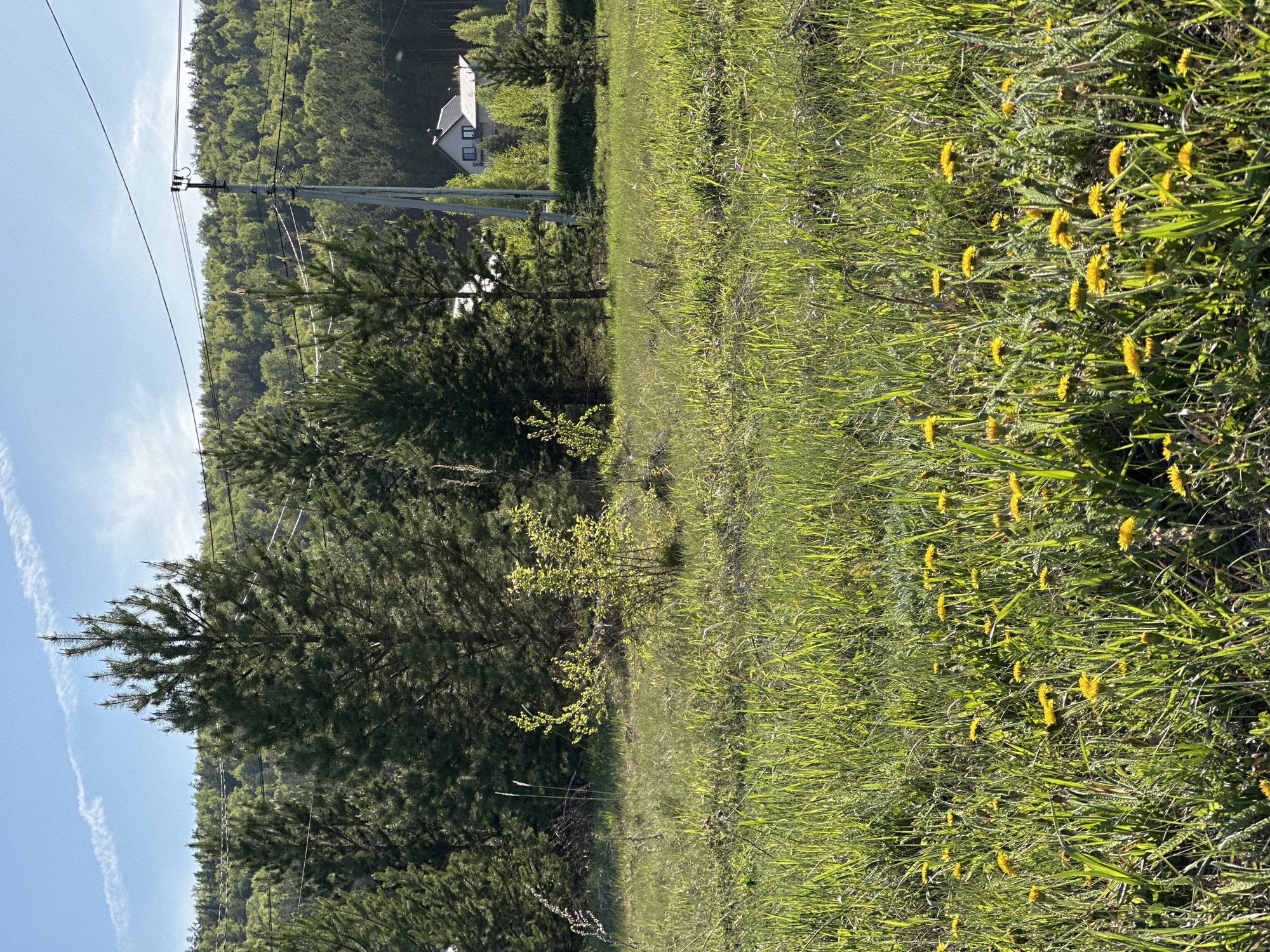 The image shows a grassy field dotted with yellow wildflowers. In the background, a forested hill rises, with a white house visible among the trees. A utility pole with power lines stands near the edge of the field. The sky is blue with faint contrails. The location is Unknown, Unknown.