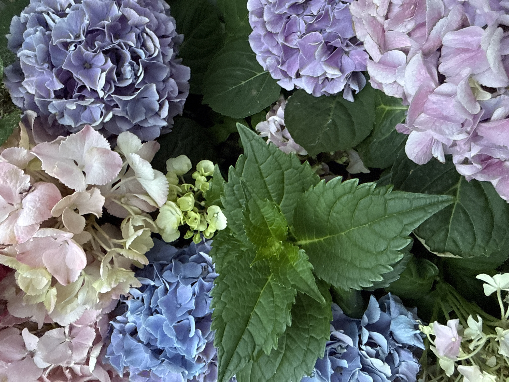 This is a close-up, eye-level, full-frame, natural light photograph of a cluster of hydrangeas in various shades of pink, blue, and purple, interspersed with dark green leaves. The hydrangeas are in full bloom, with their characteristic large, rounded flower heads composed of many small florets. The image is dominated by the floral elements, with the leaves providing a backdrop and contrast. There are no people or animals visible in the image. The lighting appears to be soft and diffused, suggesting an overcast day or shade. The background is dark, making the colors of the flowers stand out. The scene is likely a garden or a floral arrangement.