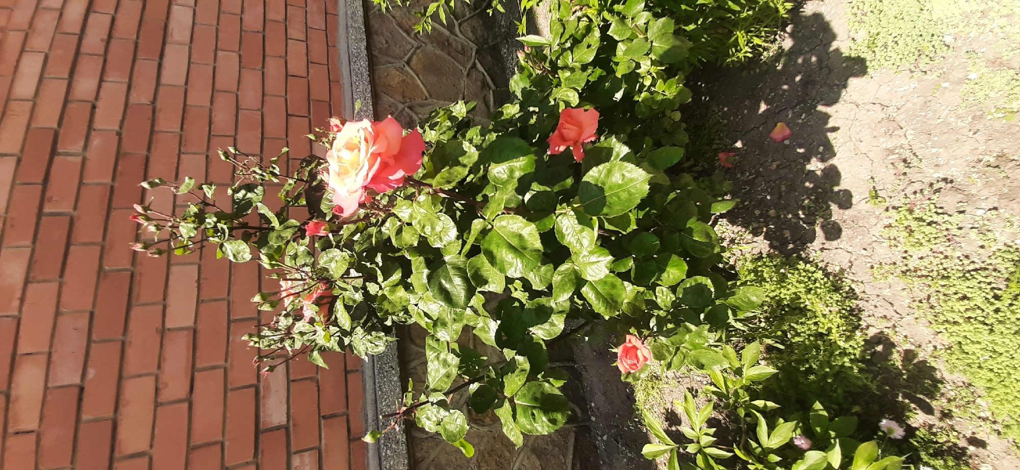 A rose bush with vibrant pink and peach colored roses and numerous buds stands in front of a red brick wall. The bush is lush with green leaves. In the foreground, the ground is covered with dry soil, small green plants, and scattered rose petals. Shadows from the rose bush are cast on the ground. A stone and concrete border separates the rose bush from the brick wall. The scene is outdoors, likely in a garden setting, under bright daylight.