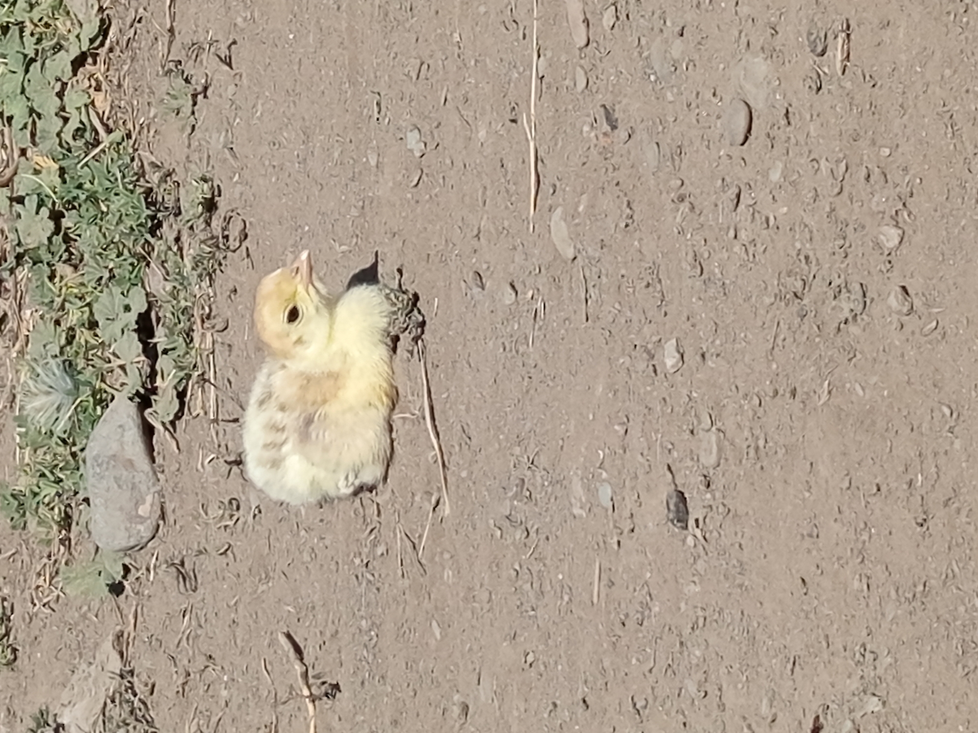 A light yellow chick, likely a turkey chick, is resting on dry, sandy soil in Jardy-Su, Kyrgyzstan. The chick is small and fluffy, with a slightly darker, speckled pattern on its back and head. It is facing to the right, with its beak slightly open. Its eyes are dark and beady. Around the chick, the ground is a mixture of dirt, small stones, and sparse, dry vegetation. In the background, more green vegetation can be seen, suggesting an outdoor, possibly rural or natural, environment. The lighting indicates a sunny day. There are no people or other animals visible in the frame.