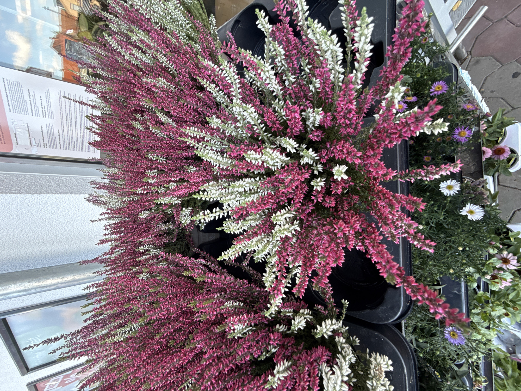 In Herzberg, Germany, a close-up, overhead view captures an assortment of flowering plants displayed on a paved surface, likely outdoors at a retail establishment. The foreground is dominated by two large, black plastic containers overflowing with clusters of pink and white heather. The heather plants are dense, with numerous small, spike-like flower heads. Interspersed among the heather are smaller, lower-growing plants featuring various flowers, including small purple asters and white daisies. The background shows a white building facade with a window reflecting the sky and buildings. A metal pipe runs vertically along the side of the building, and a portion of what appears to be a sign or poster is visible behind the plants. The scene is brightly lit, suggesting it was photographed during the day. No people or animals are visible.