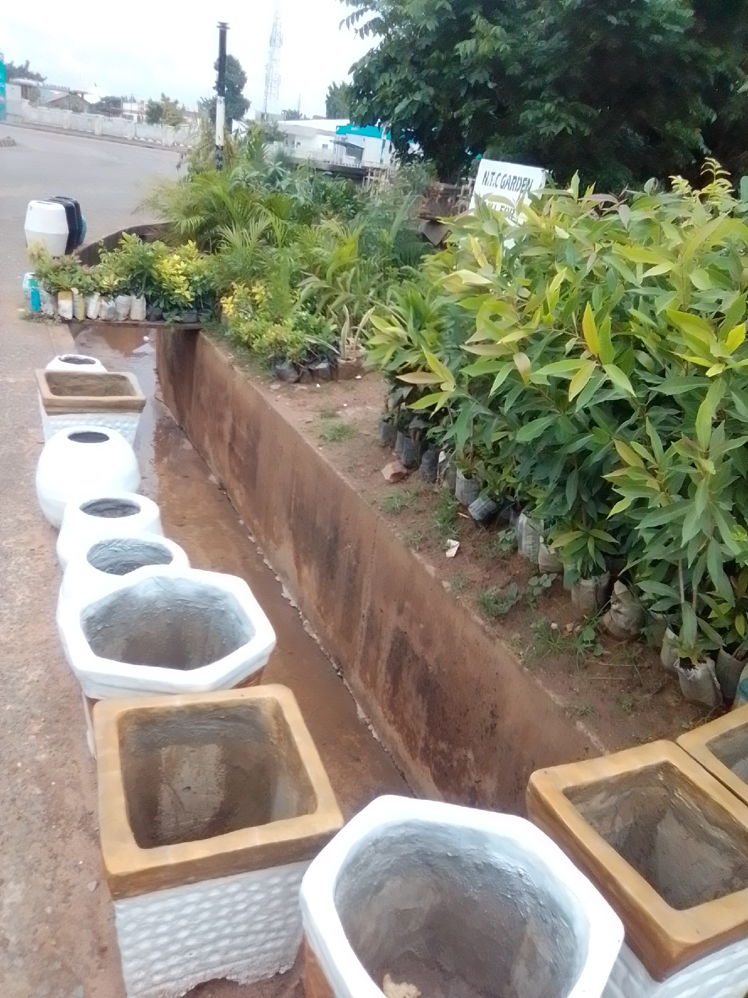 The image depicts a roadside plant nursery, likely located in Pantame, Nigeria, as suggested by the presence of a sign reading "N.T.C GARDEN". The foreground features a row of white, concrete planters of varying shapes and sizes, some with a textured finish. Behind the planters, numerous potted plants are neatly arranged in bags, with lush green foliage dominating the scene. A concrete retaining wall runs along the back of the nursery, separating it from a pathway or road. The overall impression is one of a commercial establishment selling plants and gardening supplies, situated in an outdoor, possibly urban or semi-urban, environment.