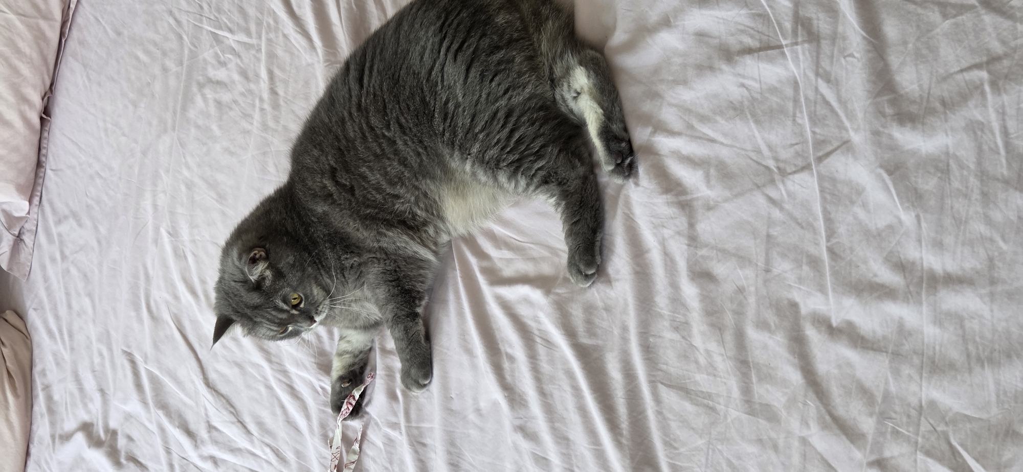 A gray Scottish Fold cat is lying on a wrinkled light pink bedsheet. The cat is on its side, with its front paws extended towards a small piece of patterned fabric. The cat has yellow eyes and is looking to the left. The background is out of focus and shows pillows. There is no information in the image to suggest a location in Strasbourg, France.