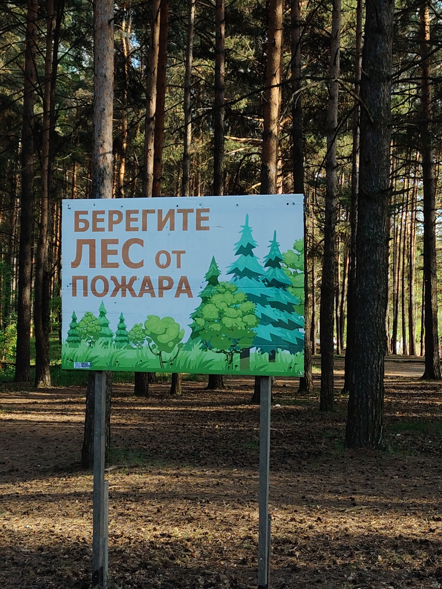 The image shows a sign in a forest, likely a park or protected area. The sign, written in Russian, reads "Берегите лес от пожара," which translates to "Protect the forest from fire." The sign depicts stylized images of various trees and greenery. The background is a dense forest with tall, slender trees, casting shadows across the forest floor. The ground is covered with pine needles and other forest debris. The image suggests a setting of a forest in Unknown, Unknown, as it is impossible to determine a specific location based only on this photograph.