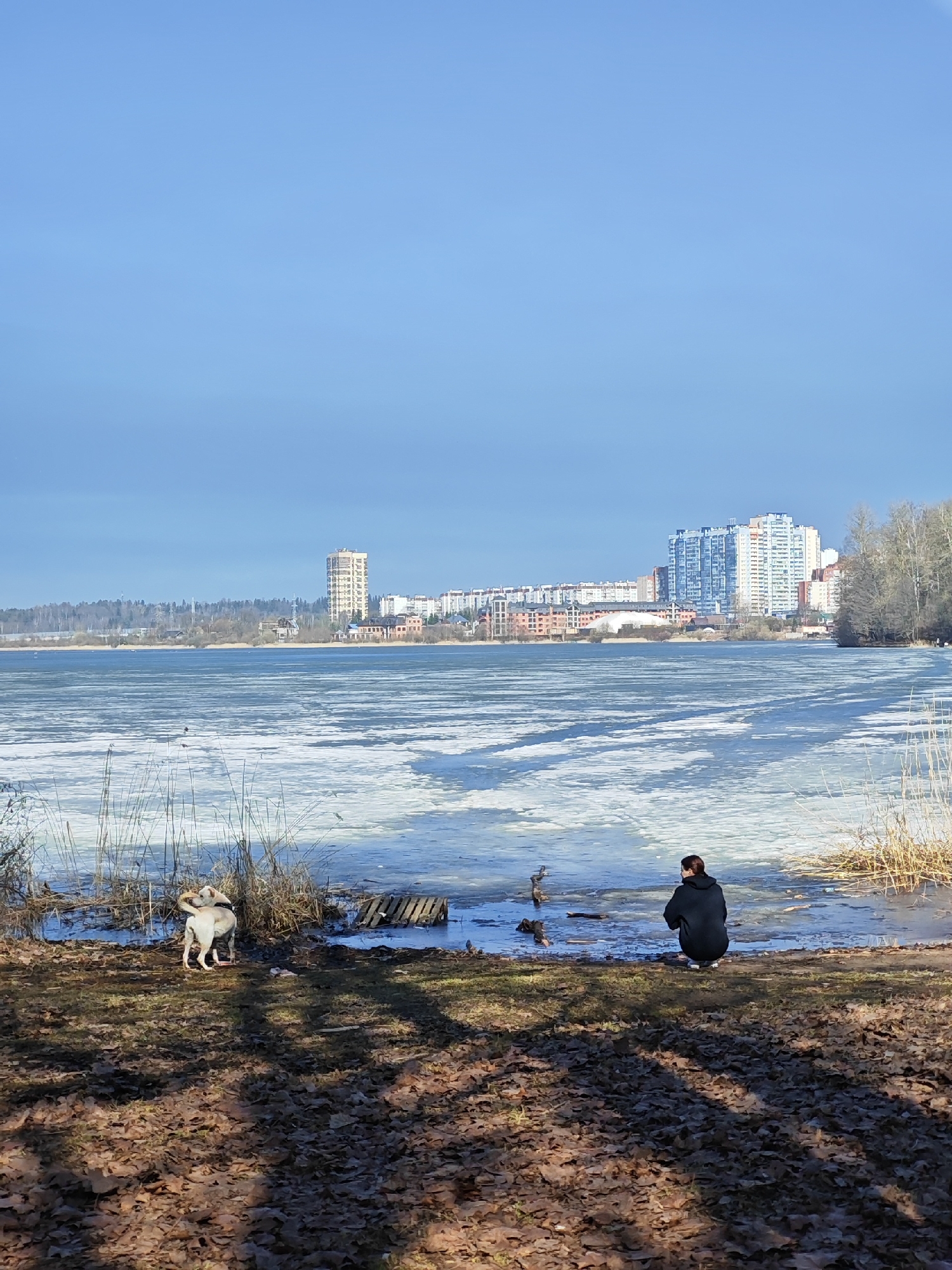An outdoor scene captures a partially frozen body of water under a clear, light blue sky in Saint Petersburg, Russia. The foreground features a brown earthen shore covered with numerous dry, fallen leaves, exhibiting distinct tree shadows.
On the immediate left, a light-colored dog, possibly a Labrador, stands facing the water's edge, its head turned slightly left. Its tail is visible. On the right, a person in a dark hooded jacket and dark pants crouches at the water's edge, facing away from the camera and towards the water. Tall, dry reeds and grasses line the water's margin, particularly on the right side. A small, broken wooden structure, possibly part of a former dock or platform, is partially submerged in the shallow water on the right.
The extensive body of water is largely covered by broken ice floes, with patches of open water visible. Across the water, a distant city skyline is prominent. This skyline includes a tall, slender beige residential or business tower centrally located, flanked by various other multi-story residential buildings, including a large, modern complex featuring blue and white sections to the right. A band of deciduous trees, currently bare, forms a natural edge on the distant right shore. The architectural styles and layout of the distant buildings suggest the Primorsky District, overlooking the Gulf of Finland or a connected bay within the Saint Petersburg metropolitan area.