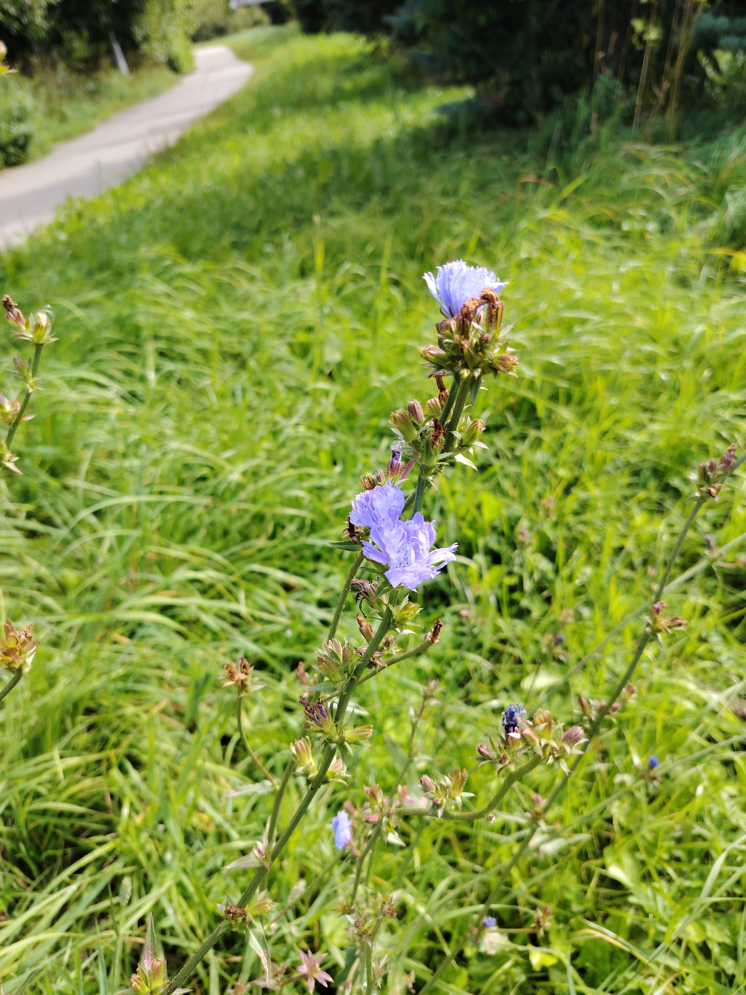 A close-up, slightly elevated, eye-level shot captures a patch of bright green grass with a winding paved path curving through it in the background. The path appears to be a sidewalk or bike lane. A single stalk of chicory, Cichorium intybus, with several light purple-blue flowers and buds, stands prominently in the foreground, slightly to the right of the center. The flowers are delicate and have multiple petals. The stalk is surrounded by wild grasses and some dried plant debris. The overall setting suggests a natural area, possibly a park or roadside, in Zelenograd, Russia.