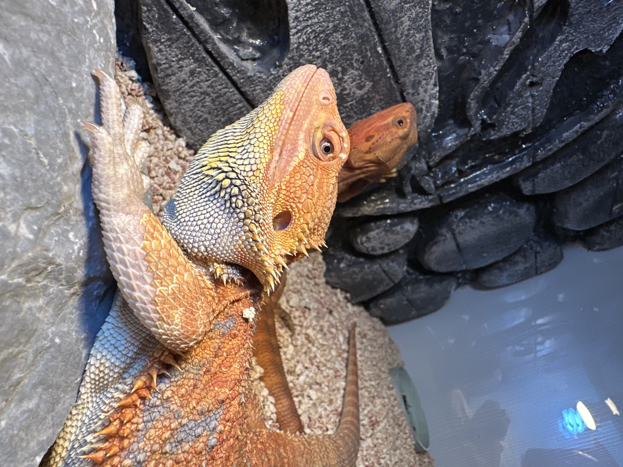 The image shows two bearded dragons in an enclosure. The dragon in the foreground is facing left, with its head and upper body visible. It has orange and yellow scales, with a spiny frill around its neck. Its right front leg is extended, resting on a gray rock. The second bearded dragon is partially visible behind the first, also facing left, with its head and neck showing. It is a similar orange color. The enclosure appears to have a rocky background and a substrate of light-colored material. A blue light fixture is visible in the upper right corner of the enclosure. There is no indication of the location being Seversk, Russia, or any other specific city.