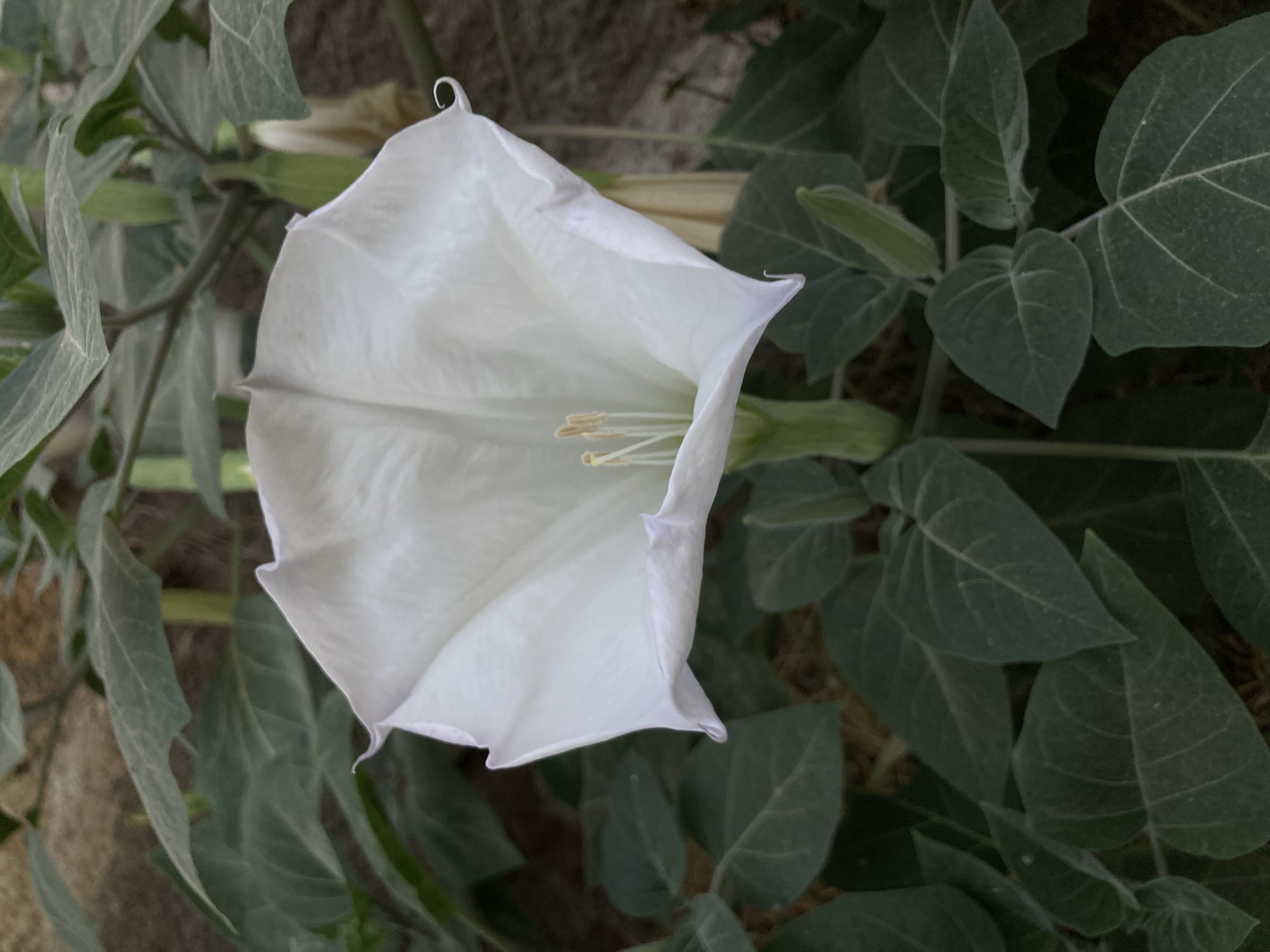 A close-up, eye-level, full-shot photograph captures a large, white, trumpet-shaped flower in bloom, likely a Datura species, at the center of the frame. The flower's delicate petals are slightly ruffled and appear to be made of a thin, papery material. The pistil and stamens are visible within the bloom, tipped with yellow anthers. The flower is surrounded by lush, green leaves, some of which are large and heart-shaped, while others are elongated and pointed. The leaves have visible veins and a slightly dusty texture. In the background, a blurred, earthy-toned surface, possibly soil or a wall, is visible, along with hints of other plant stems. The lighting suggests an outdoor setting, possibly during daylight hours. The overall scene is natural and botanical. The image is located in Avanos İlçe Merkezi, Turkey.