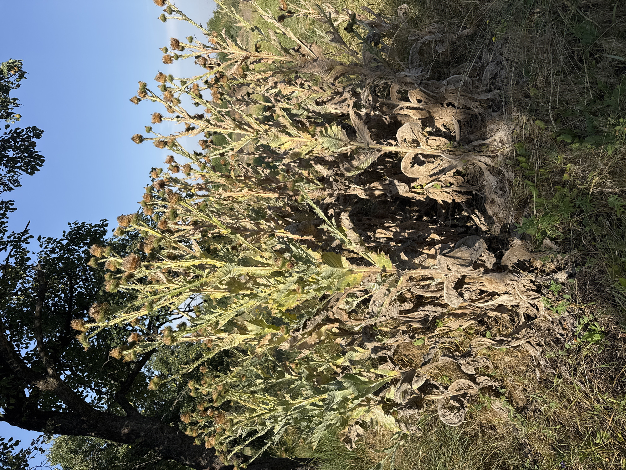 This is a close-up, eye-level, outdoor photograph of a large, dry thistle plant in Chervonyi Step, Ukraine. The plant is in the foreground, with its dry, brown stalks and seed heads reaching upwards. The lower portion of the plant is characterized by dried, brown leaves and thick, woody stems, suggesting it is past its blooming season. The surrounding area is covered in dry grass and some patches of green vegetation. In the background, a large tree with dark bark and leafy branches is visible on the left, and further in the distance, a field stretches under a clear blue sky. There are no people or animals present in the image. The lighting suggests it is daytime, with sunlight illuminating the plant from the right.