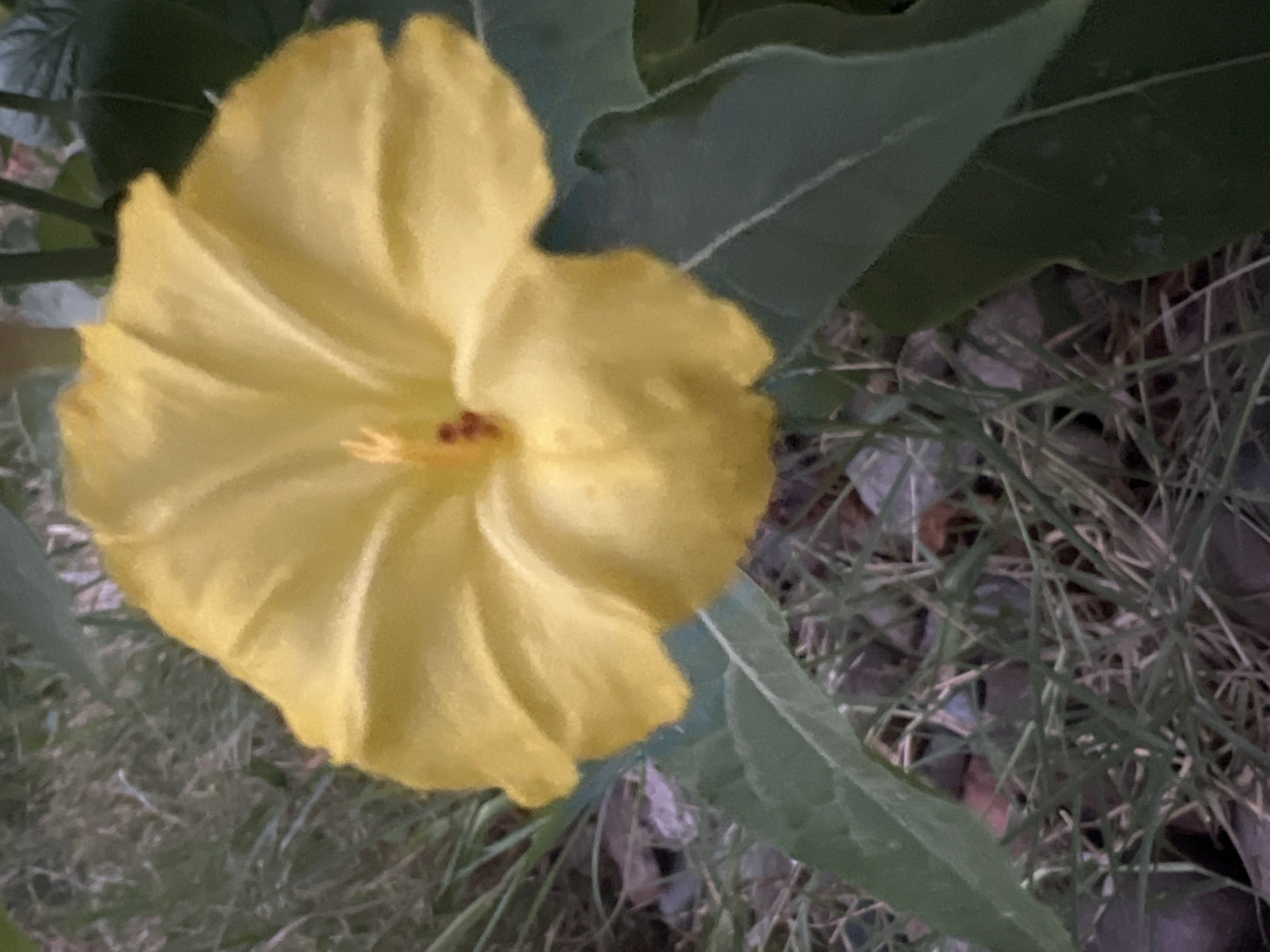 The image is a close-up shot of a yellow flower, possibly a four o'clock, in a garden setting. The flower is the primary subject, with its yellow petals spread open, revealing a dark center with reddish stamen. The background consists of green foliage, grass, and some rocks or soil. The lighting appears natural, suggesting it was taken outdoors during the day. There are no people or animals visible in the image. The image does not provide any specific details to determine its location within Tashkent, Uzbekistan.