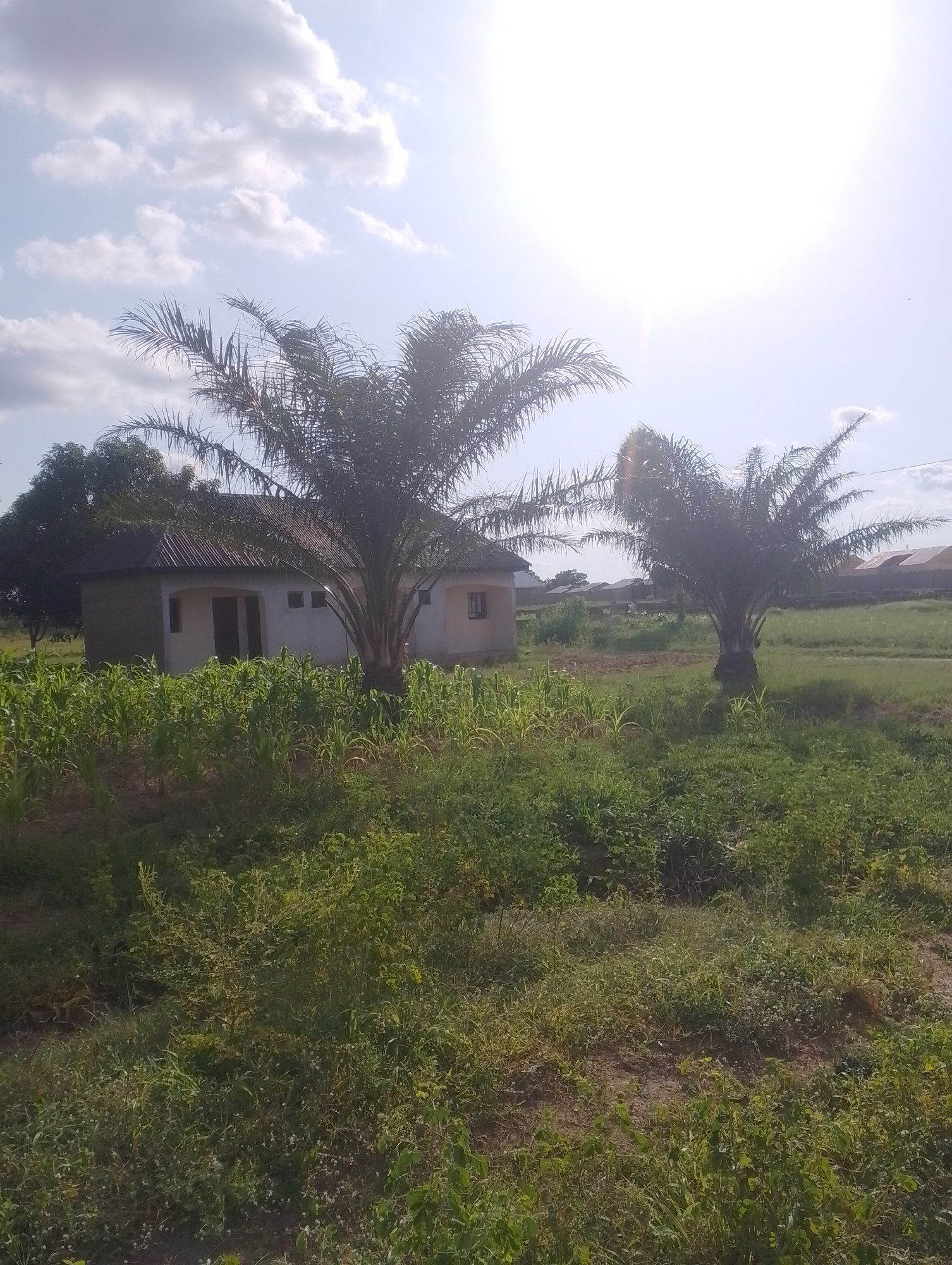 In the city of Unknown, Unknown, a small, single-story dwelling with a corrugated metal roof is visible amidst a rural landscape. The house, with light-colored walls and dark-colored doorways and windows, is surrounded by lush green vegetation, including rows of corn in the foreground and two palm trees. The sky is bright blue with scattered white clouds, and the sun is shining brightly, creating a glare in the upper right portion of the image. In the background, more structures with similar roofing materials are present, suggesting a small settlement or village. The overall scene depicts a tranquil, daytime setting.