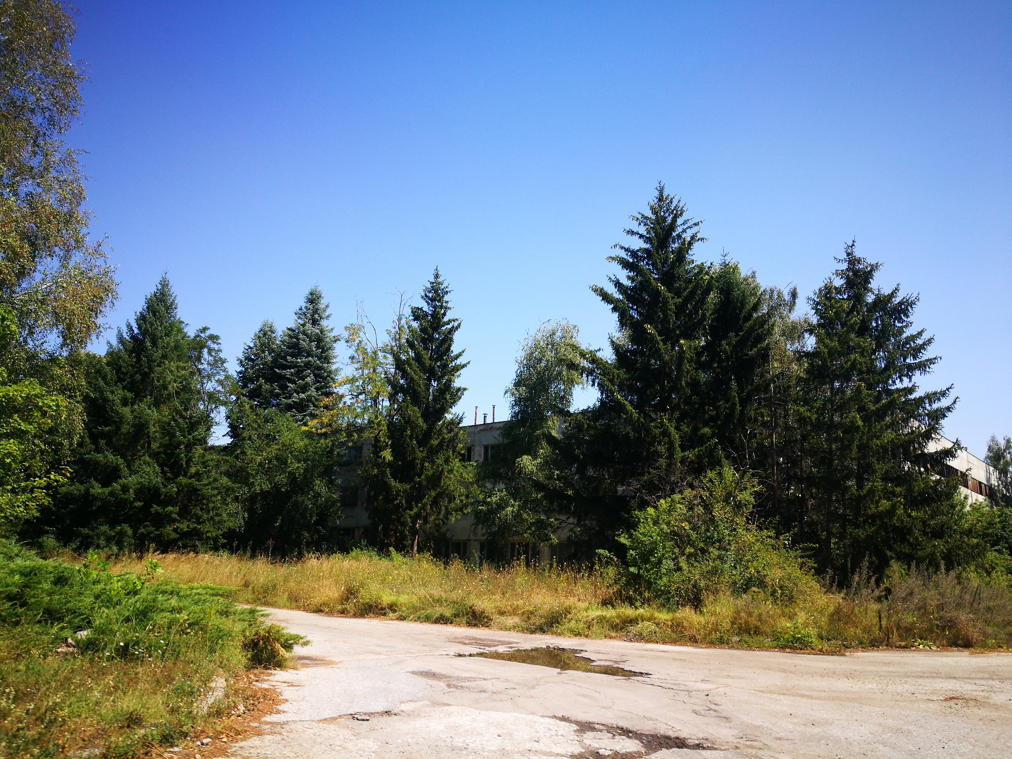 An eye-level, wide shot shows a paved road leading into a dense, overgrown forest. The road, in disrepair and pockmarked with puddles, winds its way from the bottom foreground to the middle ground, where it disappears into the trees. On the left, a vibrant green bush and dry, yellow grass line the edge of the road, giving way to a thick wall of evergreens. The trees, tall and imposing, obscure a light-colored building that peeks through gaps in the foliage. The building appears to be a multi-story structure with multiple windows and smokestacks visible. The sky above is a clear, bright blue.