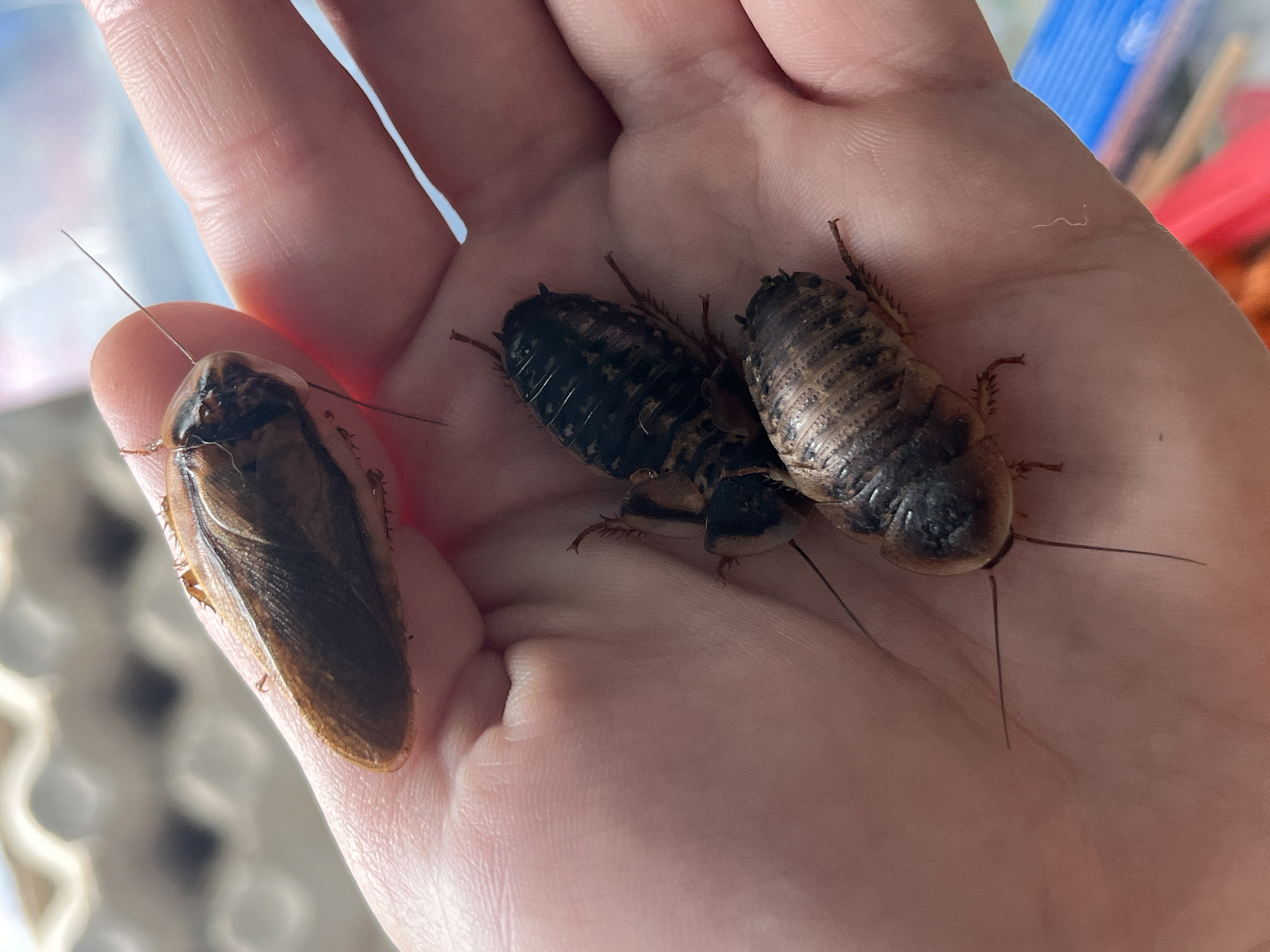 The image shows a close-up of a person's hand holding three cockroaches. One cockroach is positioned on the person's thumb, appearing lighter brown with visible wings. The other two cockroaches are in the palm of the hand, one on top of the other. These two cockroaches are darker and have distinct striped patterns on their backs. The background is blurred, but appears to be an indoor setting with some sort of cardboard material and possibly some colorful objects in the distance. There is no visible information in the image to suggest a location in Nizhny Tagil, Russia.