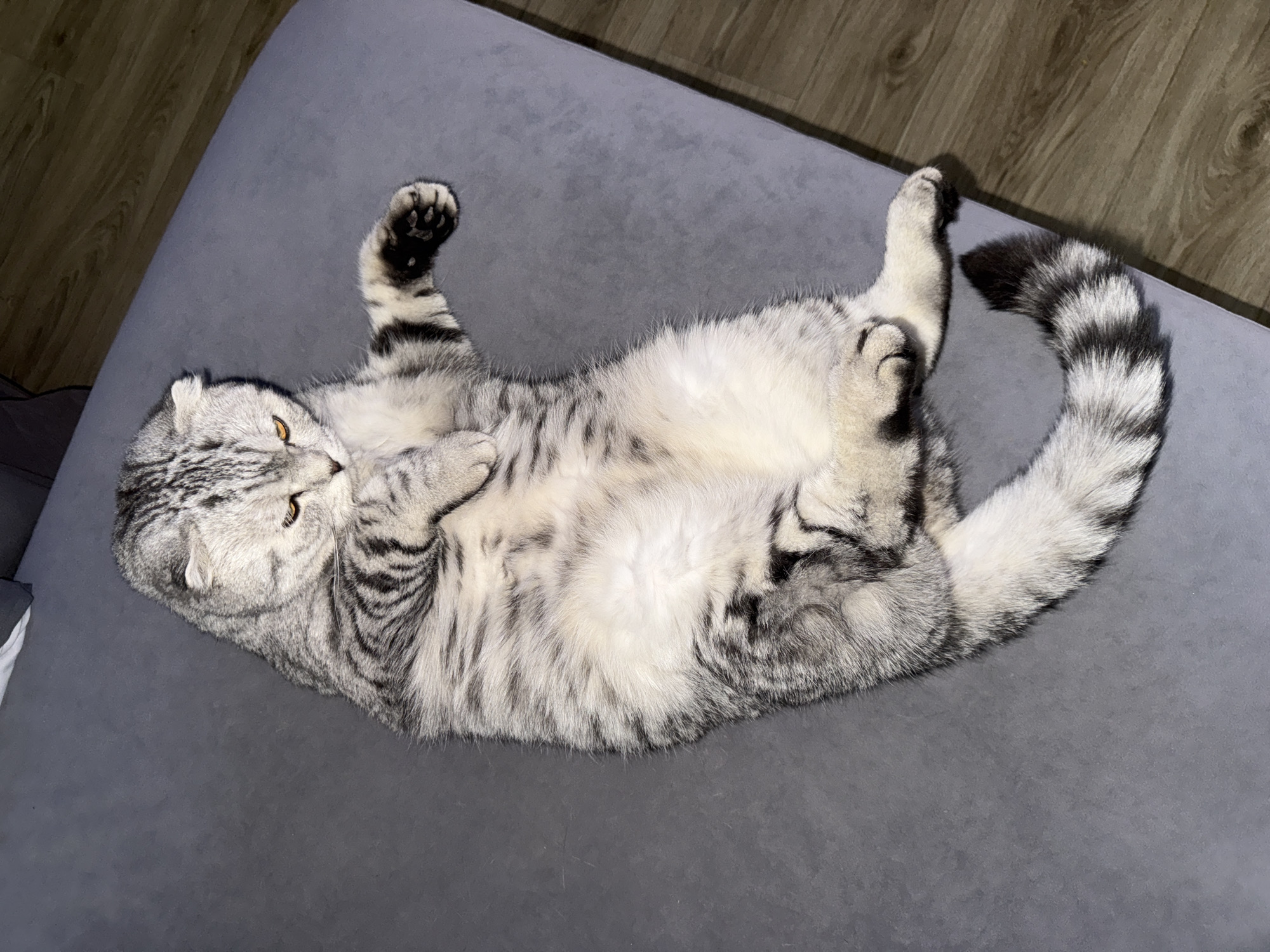 A Scottish Fold cat lies on its back on a gray surface, possibly a couch or bed. The cat's fur is silver and black tabby patterned. The cat's belly is exposed, and its paws are curled up towards its chest. The background includes the edge of what appears to be wooden flooring. The location, Лобаново, Russia, cannot be independently verified from the image.