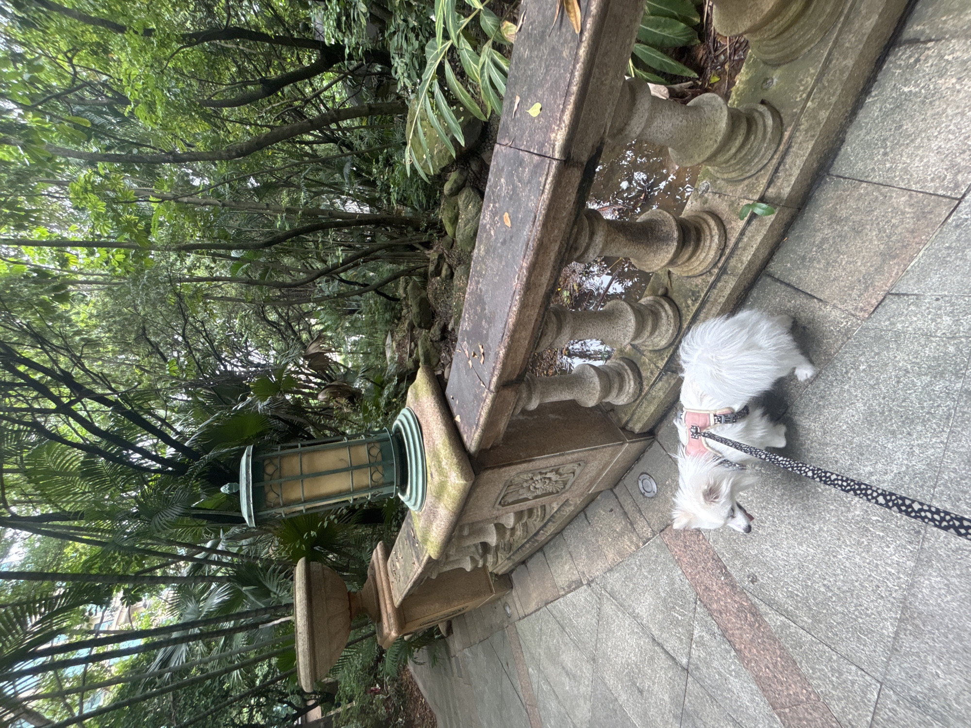 A white Pomeranian dog on a leash is walking on a stone pathway in Nanhai District, China. The dog is wearing a pink harness. The pathway is bordered by a stone balustrade with decorative carvings and finials. Beyond the balustrade, a lush, tropical garden is visible, with dense foliage and trees. A tall, green outdoor lamp post stands near the balustrade. The ground is paved with large, grey stone slabs with some reddish-brown accent lines. Fallen leaves are scattered on the balustrade and the pathway. The overall scene suggests a well-maintained garden or park area within the city.