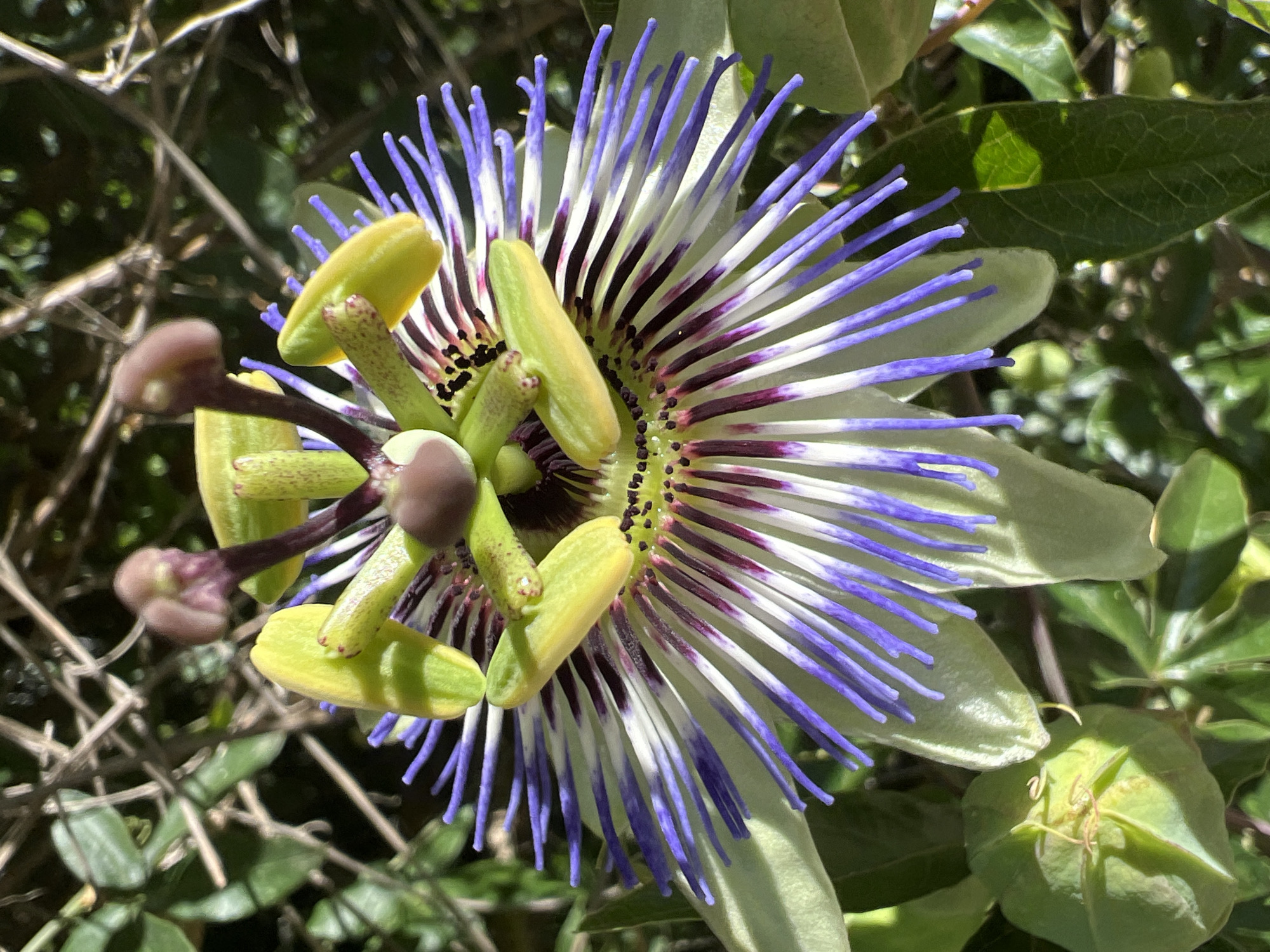 A close-up shot of a vibrant passion flower in Sinemorets, Bulgaria. The flower features a complex structure with delicate purple and white filaments radiating outwards. Green sepals form the base of the flower, and a few green buds are visible in the lower left corner. The background is a blur of green leaves and thin, dry branches, suggesting an outdoor, natural setting. The lighting is bright, highlighting the intricate details of the flower. No people or actions are depicted.