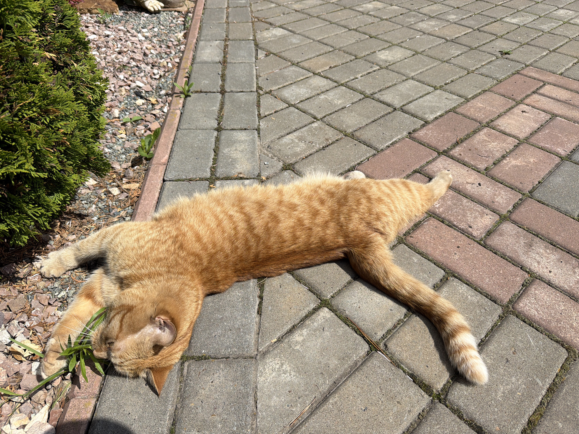 A ginger tabby cat is shown lying fully stretched out on a paved outdoor surface, basking in the sunlight. The cat, with its distinctive orange-brown striped fur, appears very relaxed, lying on its side with its head turned to the left. It seems to be chewing on or playing with a small cluster of green grass or weeds located next to a green bush. Its front paws are extended towards its head, while its hind legs are stretched out behind, showcasing its elongated body.
The ground is composed of interlocking paver blocks, with two distinct patterns and colors visible. On the left and top-left, the pavers are light grey and appear to be square or rectangular, laid in a simple grid. Towards the right and bottom-right, the pavers are reddish-brown and arranged in a diagonal or herringbone pattern. Small blades of grass or weeds can be seen growing in the cracks between the paving stones.
To the left of the paved area is a narrow border of decorative gravel, consisting of reddish and grey stones, and a dense, green evergreen bush or shrub. A thin concrete or stone edging separates the gravel bed from the paved path. The scene is brightly lit by natural sunlight, casting clear shadows, indicating a sunny daytime. The cat appears calm and content in this outdoor setting. No text is visible in the image.