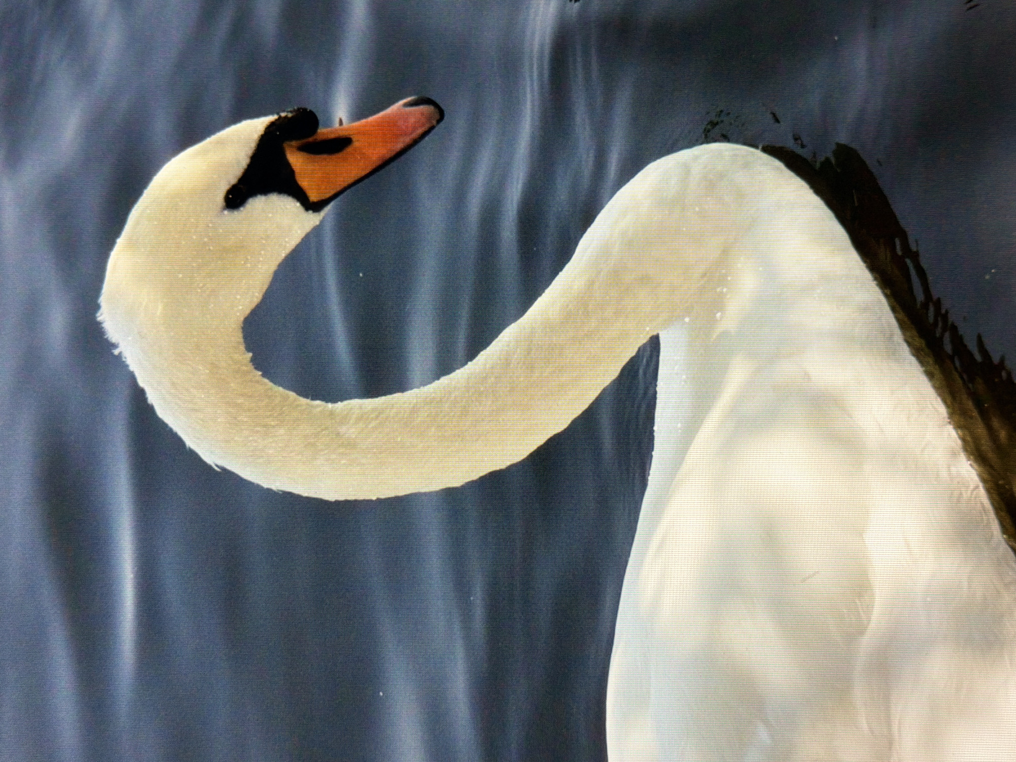 A mute swan is swimming in dark blue water. The swan is predominantly white with a long, curved neck and a head tilted downwards. Its beak is orange with a black tip. The water is rippling, creating a textured surface. There are no people or buildings visible in the image. The image appears to be a close-up shot of the swan and its immediate surroundings.