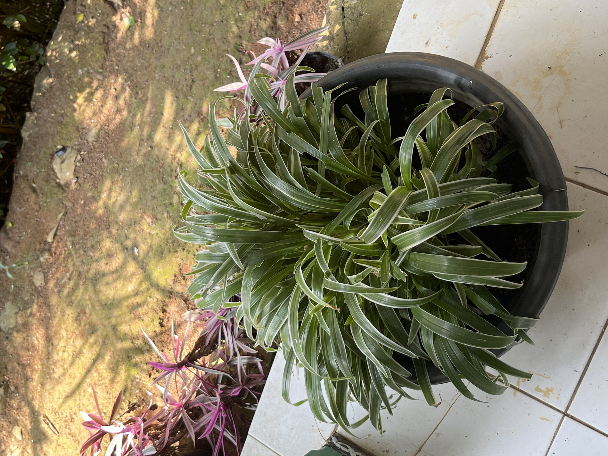A close-up, top-down shot shows a large, potted spider plant with variegated green and white leaves. The plant is in a dark gray plastic pot positioned on a white tiled surface. In the background, out of focus, are more plants with pink and green striped leaves, and a patch of soil with sunlight dappling through leaves. The scene is likely an outdoor area, possibly a patio or garden. The location is identified as Gembong, Indonesia. There are no people visible in the image.