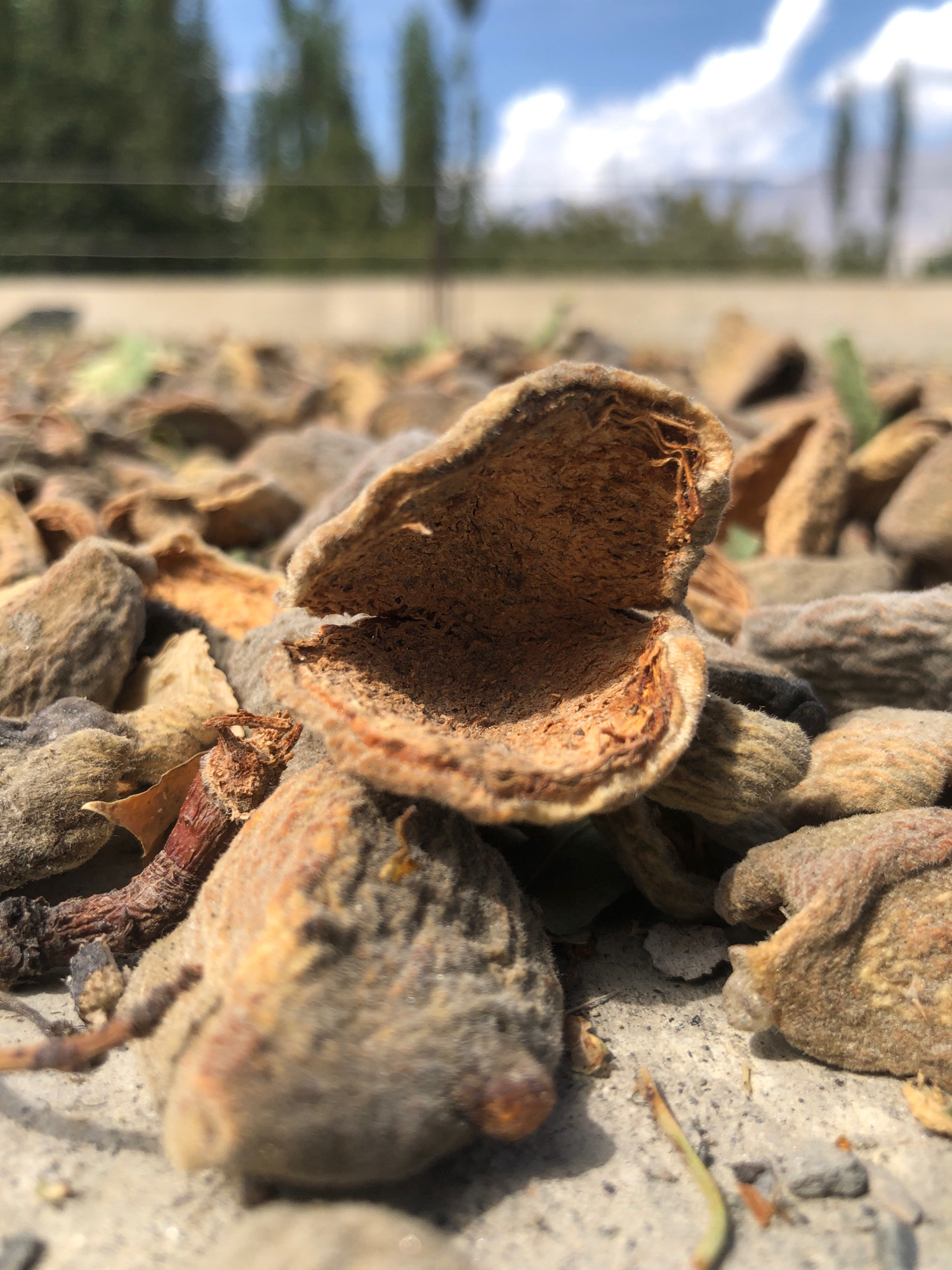 A close-up, ground-level shot focuses on several dried apricots spread out on a rough, sandy surface. The apricots are a muted brown and tan color, with visible textures and some appearing split open. The foreground is dominated by these fruits, with the texture of the ground also apparent. In the background, the scene is blurred, showing hints of green foliage, a light-colored horizontal barrier, and a bright blue sky with white clouds. The lighting suggests it is daytime. The image has been taken in an outdoor setting, possibly a drying area or a natural environment.
