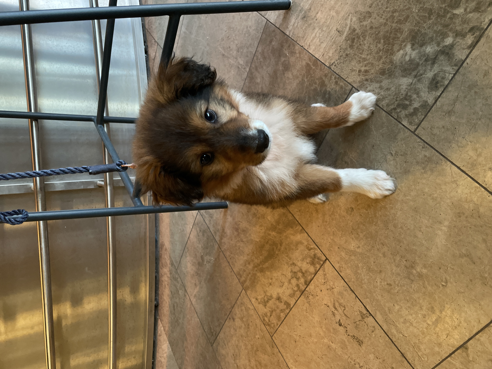 An indoor scene in Rafailovići, Montenegro, depicts a tri-color puppy, predominantly brown with darker fur on its head and ears, and white fur on its chest and paws. The puppy is seated on a light brown tiled floor, facing directly towards the viewer. A dark blue braided rope leash is visible extending from the upper left, attached to the puppy, and draped over a black metal bar stool or table leg positioned to the right of the puppy. The floor consists of large, square, light brown tiles with subtle darker veining and dark grout lines. In the background, behind the puppy and the metal structure, is a reflective, horizontally textured metallic surface, possibly stainless steel paneling or a counter base.