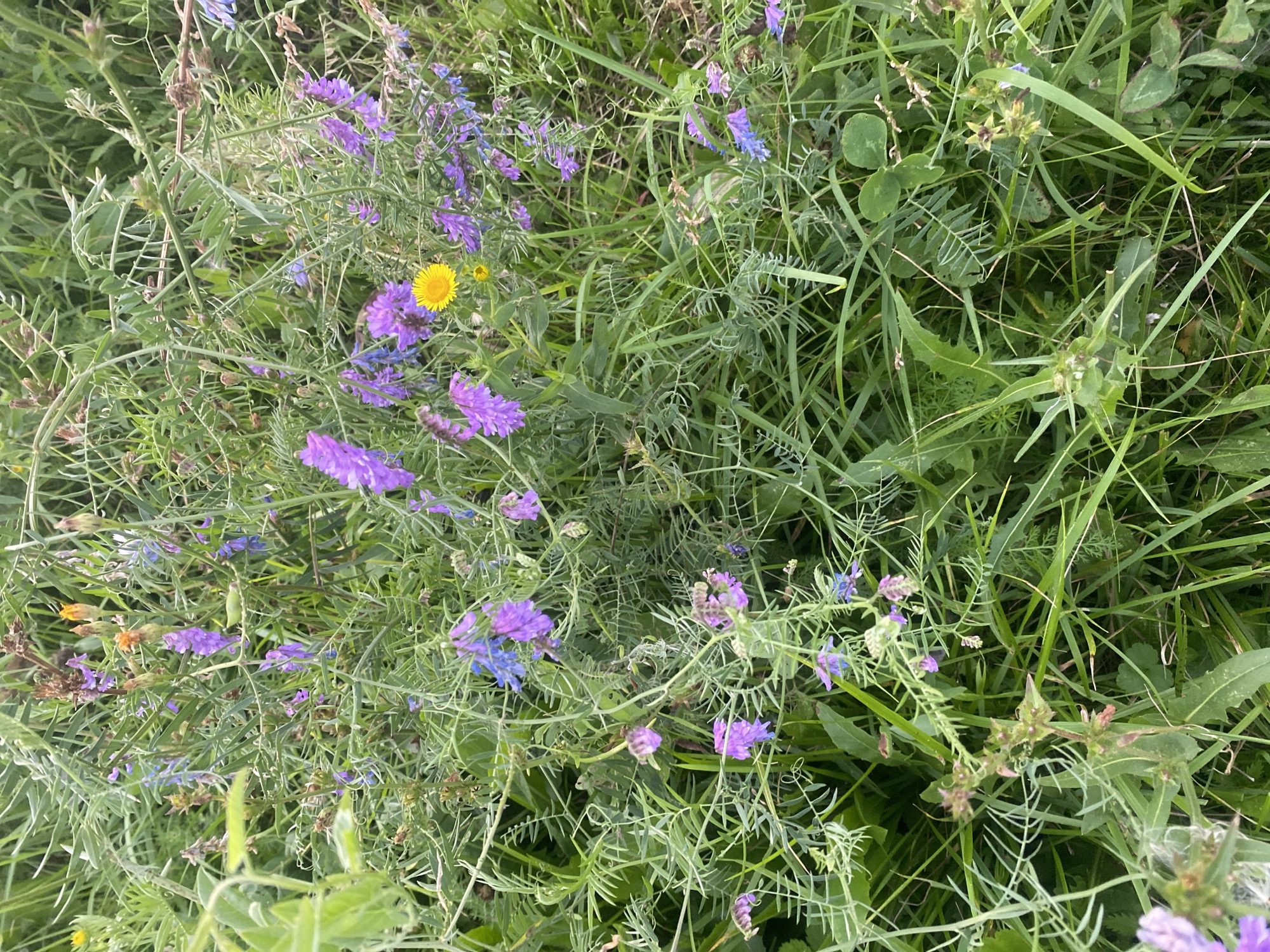 This is a close-up, top-down view of a patch of wild vegetation in Tolbazy, Russia. The image is dominated by various shades of green foliage and numerous small flowers. The flowers are predominantly purple and blue, with some clusters appearing more pinkish. A single, bright yellow flower is visible towards the center-right of the frame. The plants are a mix of grasses and flowering plants with thin, wispy stems and leaves. Some seed pods or developing seed heads are also present, appearing light brown and spiky in texture. The overall environment suggests an outdoor, natural setting, likely a field or roadside verge given the dense growth and mix of species. There are no visible people, structures, or man-made objects in the image.