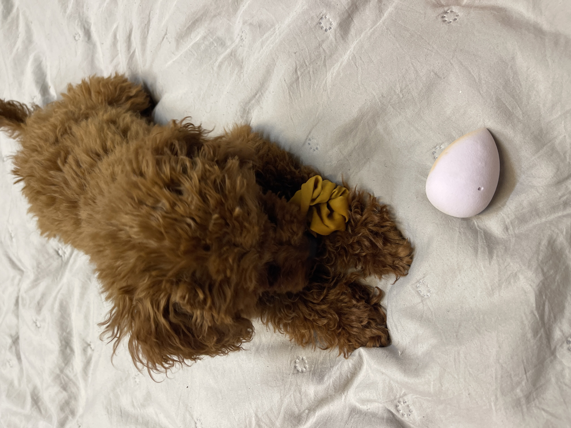 An overhead photograph captures a small, brown, curly-haired dog resting on a white, textured bedsheet. The dog, likely a poodle or doodle breed, is lying on its side, mostly curled up with its head facing away from the viewer. A yellow fabric scrunchie is visible on its back or around its neck, contrasting with its dark brown fur.
To the right of the dog, on the same white sheet, lies a light pink or off-white teardrop-shaped makeup sponge. One end of the sponge shows a slight discoloration, and a small indentation or hole is visible on its broader surface.
The background is a white or off-white bedsheet with a subtle, repetitive pattern of small, embroidered or quilted circles. The fabric appears soft and somewhat wrinkled. The lighting is soft and even, suggesting an indoor setting without harsh shadows. The overall scene depicts a quiet, domestic environment, likely a bedroom, with the dog appearing relaxed or asleep. There are no specific cues within the image to indicate the provided location context of Sofia, Bulgaria. No text is visible in the image.