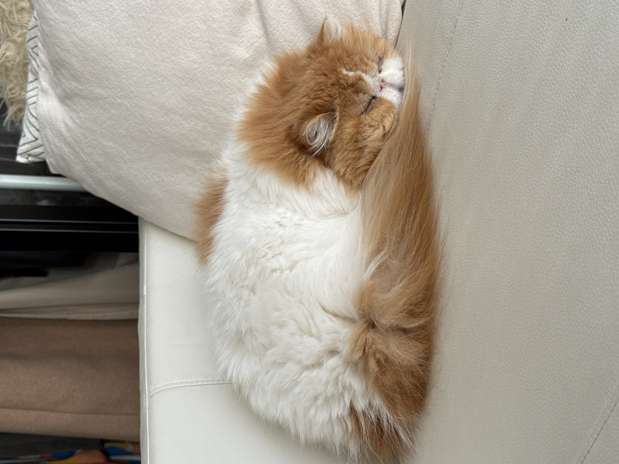 A long-haired domestic cat, featuring white fur with prominent ginger-orange markings on its head, tail, and parts of its back, is observed sleeping. The cat is curled tightly into a ball, eyes closed, with its pink nose visible, resting on a light-colored, textured upholstered sofa. A matching light-colored cushion is positioned immediately to the cat's right on the sofa. The background consists of blurred, indistinct elements typical of an indoor environment. There are no visual indicators within the image to specify its location in the city of Barcelona, Spain.