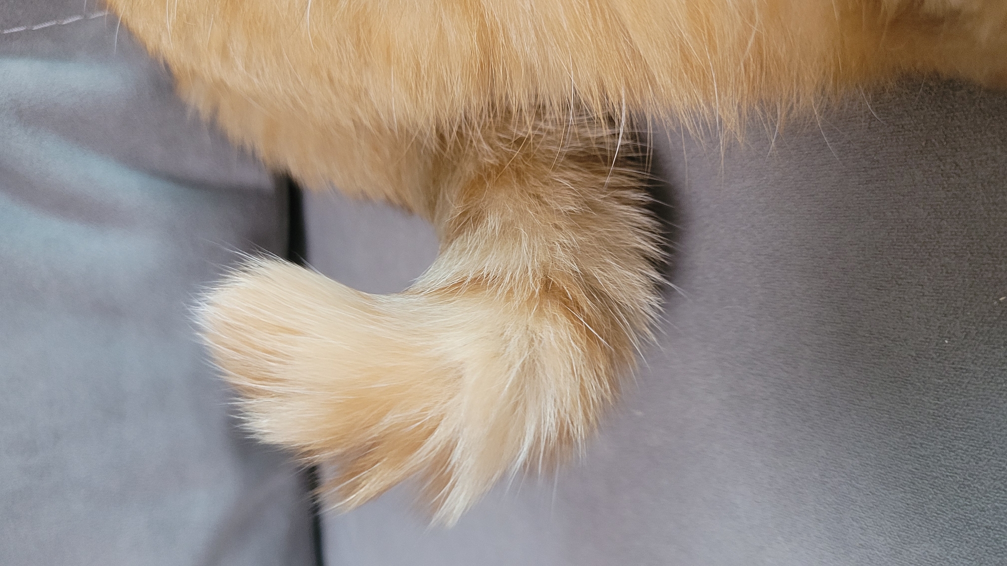 The image shows a close-up of a fluffy, light orange cat's tail curled against a gray, textured surface. The cat's fur is soft and appears to be well-groomed, with individual hairs clearly visible. The tail is the primary subject, with the base of the tail and a portion of the cat's body visible at the top of the frame. The texture of the gray surface suggests it could be a piece of furniture, like a couch or chair, given the soft, yielding appearance. The lighting is diffused, indicating an indoor setting, and there are no strong shadows, suggesting it is not direct sunlight. The focus is sharp on the cat's tail, highlighting its texture and color. No people, text, or specific time or weather cues are visible. The overall impression is one of domestic tranquility and comfort, focusing on the tactile quality of the cat's fur and the simple elegance of its form.