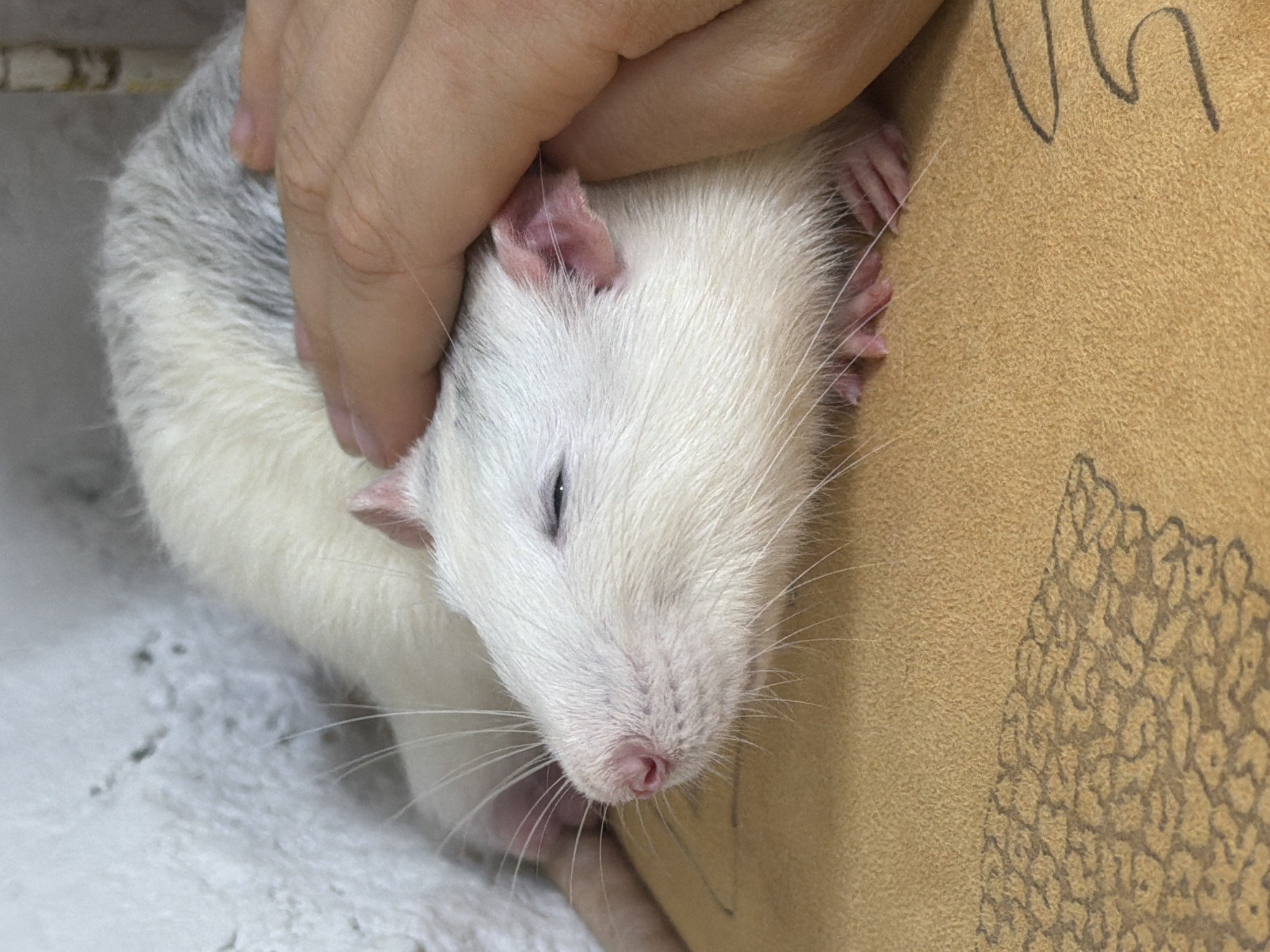 A white and gray rat with pink ears is being petted by a hand. The rat's eyes are closed, and it appears to be resting. The rat is pressed against a tan surface with a pattern. The location is Dubovaya, Russia.