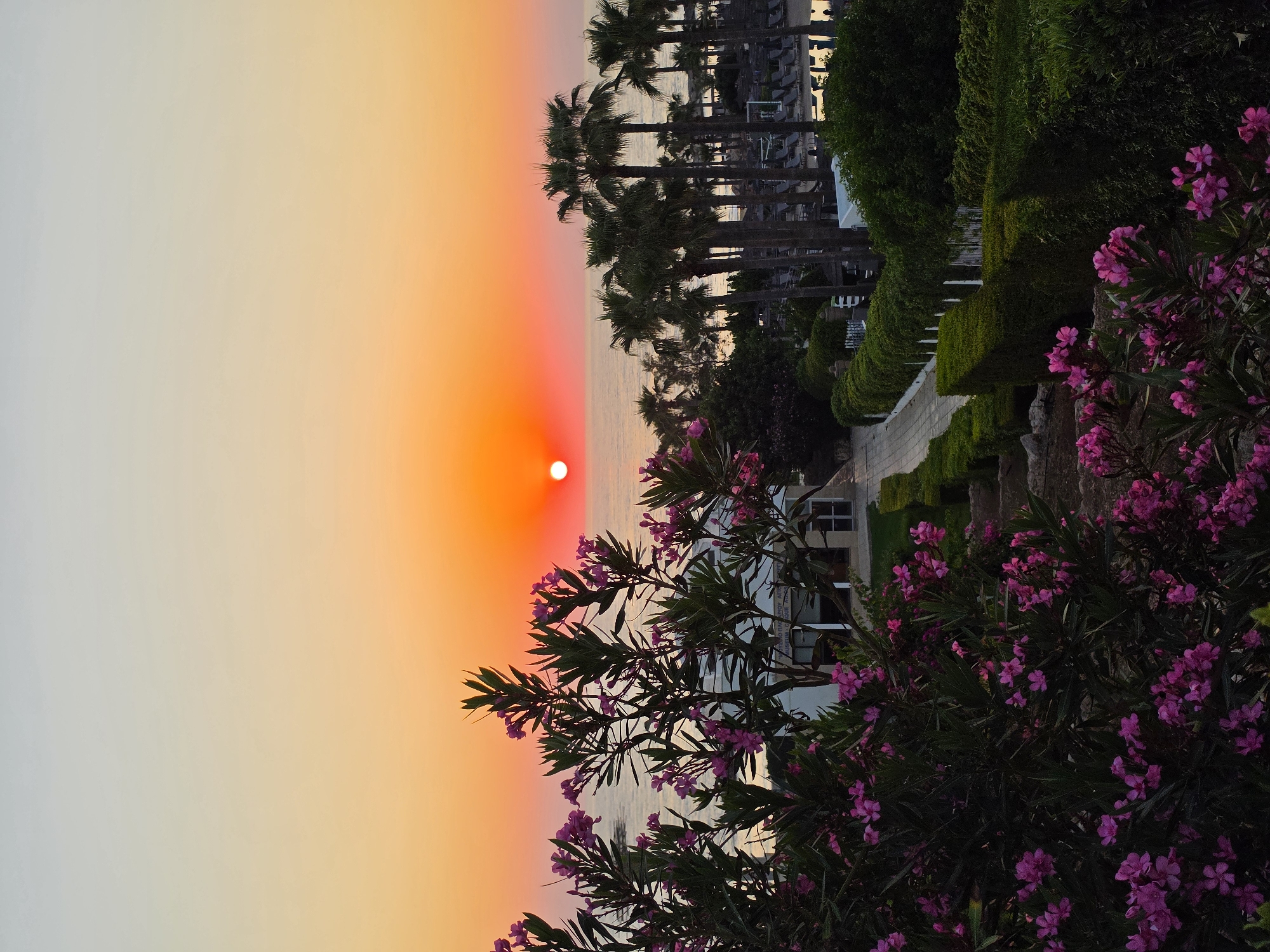An exterior, medium-shot, vertical photograph depicts a vibrant sunset over the Mediterranean Sea. The sun, a bright orange orb, is positioned in the upper center of the frame, casting a warm glow across the sky and water. In the foreground, a cluster of pink oleander flowers frames the left side of the image, their delicate petals contrasting with the lush green foliage.
Behind the flowers, a pathway leads down a series of steps towards a white building, possibly a resort or hotel. Several palm trees stand tall along the right side of the pathway, their fronds silhouetted against the colorful sky. Beyond the trees, lounge chairs are arranged near a pool area, suggesting a vacation destination. The overall atmosphere is serene and picturesque, capturing the beauty of a sunset in a coastal resort town.
This scene is located in the city of Hlorakas Community, Cyprus, a popular tourist destination known for its stunning beaches and ancient history. The photograph captures the essence of a relaxing evening by the sea, with the natural beauty of the landscape and the man-made amenities of the resort blending harmoniously.