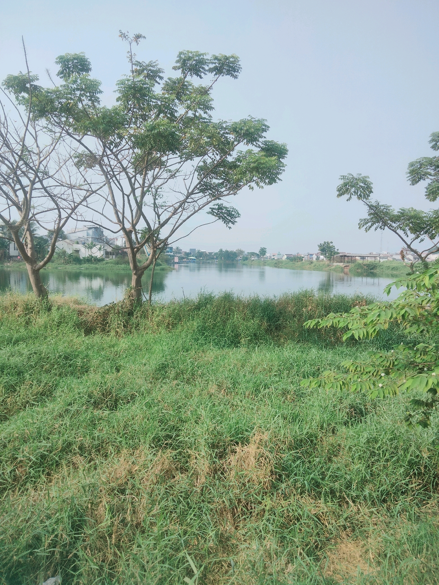 The image depicts a serene waterside scene in Tangerang, Indonesia, characterized by lush green grass in the foreground and a tranquil body of water in the middle ground. The water reflects the sky and the surrounding buildings, creating a calm and peaceful atmosphere. The background features a line of residential buildings, suggesting an urban environment coexisting with nature. Trees with green foliage are scattered throughout the landscape, adding to the natural beauty of the location. The sky is a soft, hazy blue, indicating a possibly overcast or misty day. The overall impression is one of a quiet, semi-urban area where natural elements and human habitation are harmoniously integrated.
