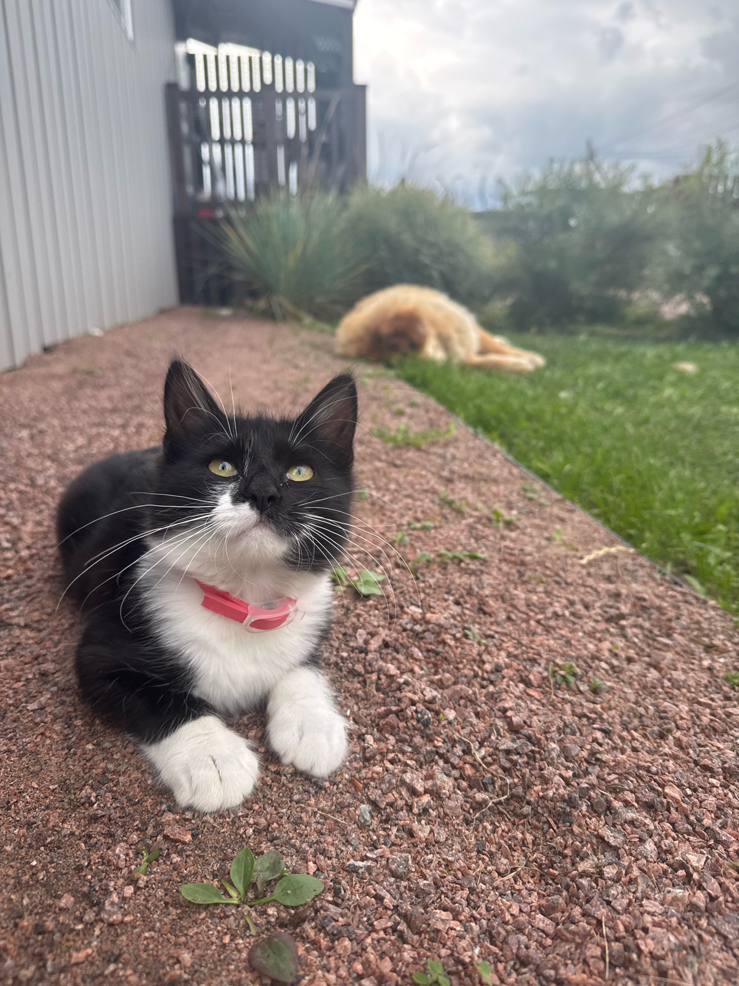 A black and white kitten with bright green eyes and a pink collar is lying on a gravel pathway in front of a building in Kempelevo, Russia. The kitten is looking upwards, with its front paws neatly tucked beneath it. Behind the kitten, a golden-colored dog is sleeping on a grassy lawn. The background features a wooden fence and some vegetation. The sky is overcast with clouds.
