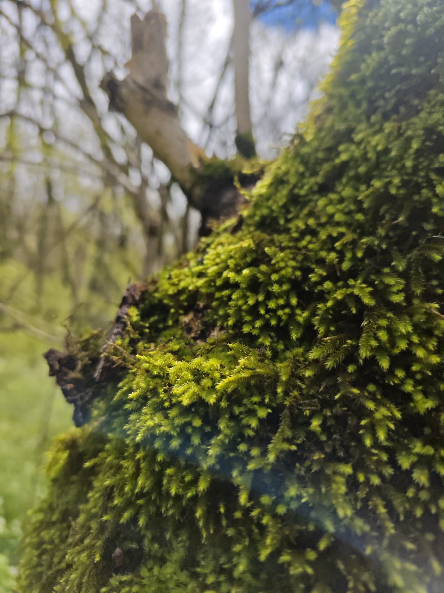 A close-up image shows a tree branch densely covered in bright green moss. The moss appears to be thriving, exhibiting lush, vibrant color. In the blurred background, other trees and foliage are visible, suggesting a woodland environment. The upper left corner reveals a broken tree branch extending outwards. The image does not contain any people. There is no information about the location being Ostrogorka, Russia.