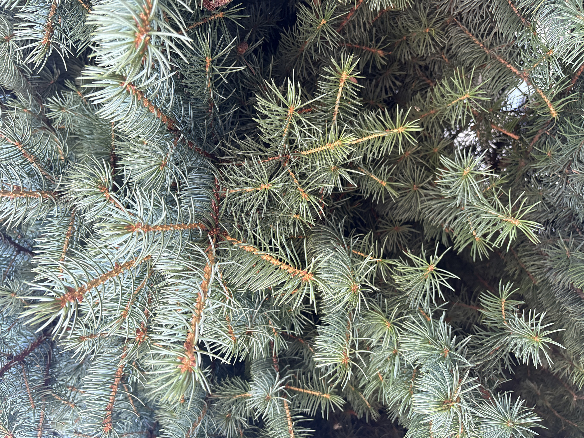 A close-up, overhead shot captures the dense needles of a blue spruce tree. The needles are a muted blue-green and are clustered along reddish-brown branches. Some needles are sharp and pointed, while others appear slightly rounded. The branches crisscross and overlap, creating a textured and layered composition. The lighting is diffused, casting soft shadows and highlighting the intricate details of the foliage. There are no people or other objects visible in the frame. The image focuses solely on the natural beauty of the evergreen tree. The location is not specified in the image itself, but if it were in Mikhaylovsk, Russia, it would likely be in a park, garden, or residential area where such trees are commonly planted.