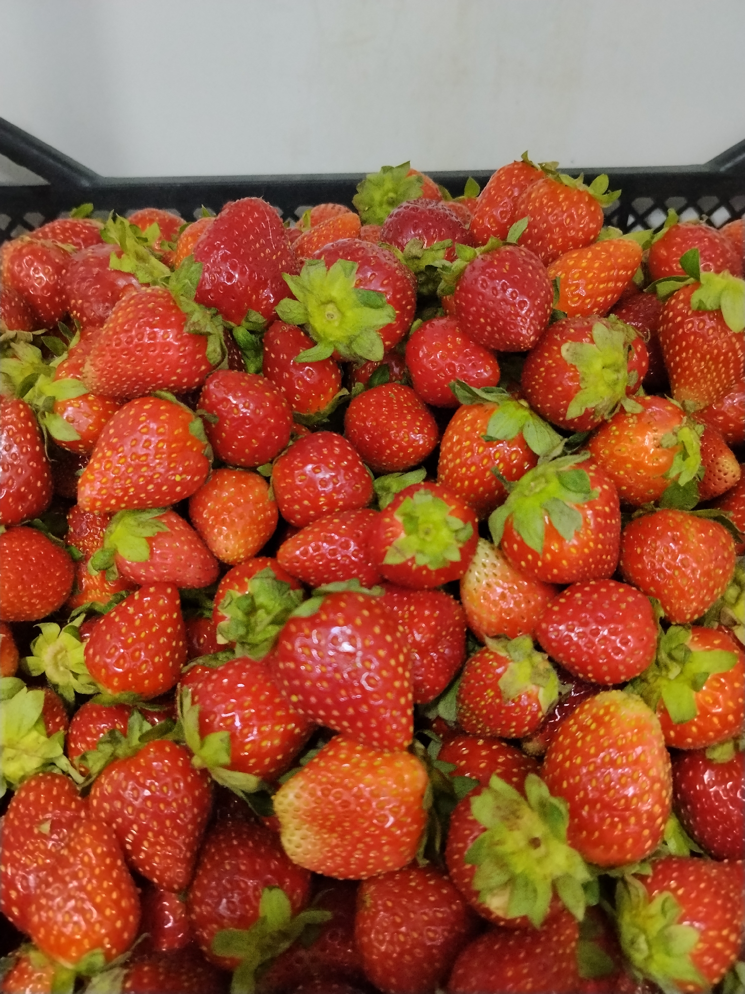 A close-up, overhead shot captures a large pile of fresh, ripe strawberries filling a black plastic crate. The strawberries are a vibrant red, with some displaying a lighter, more orange hue, and are covered in tiny yellow seeds. Green leafy tops are visible on many of the fruits, adding a touch of contrast. The crate itself is only partially visible at the top of the frame. The background consists of a plain, light-colored wall. The scene depicts strawberries likely being prepared for sale or consumption in a market setting within Bishkek City, Kyrgyzstan.