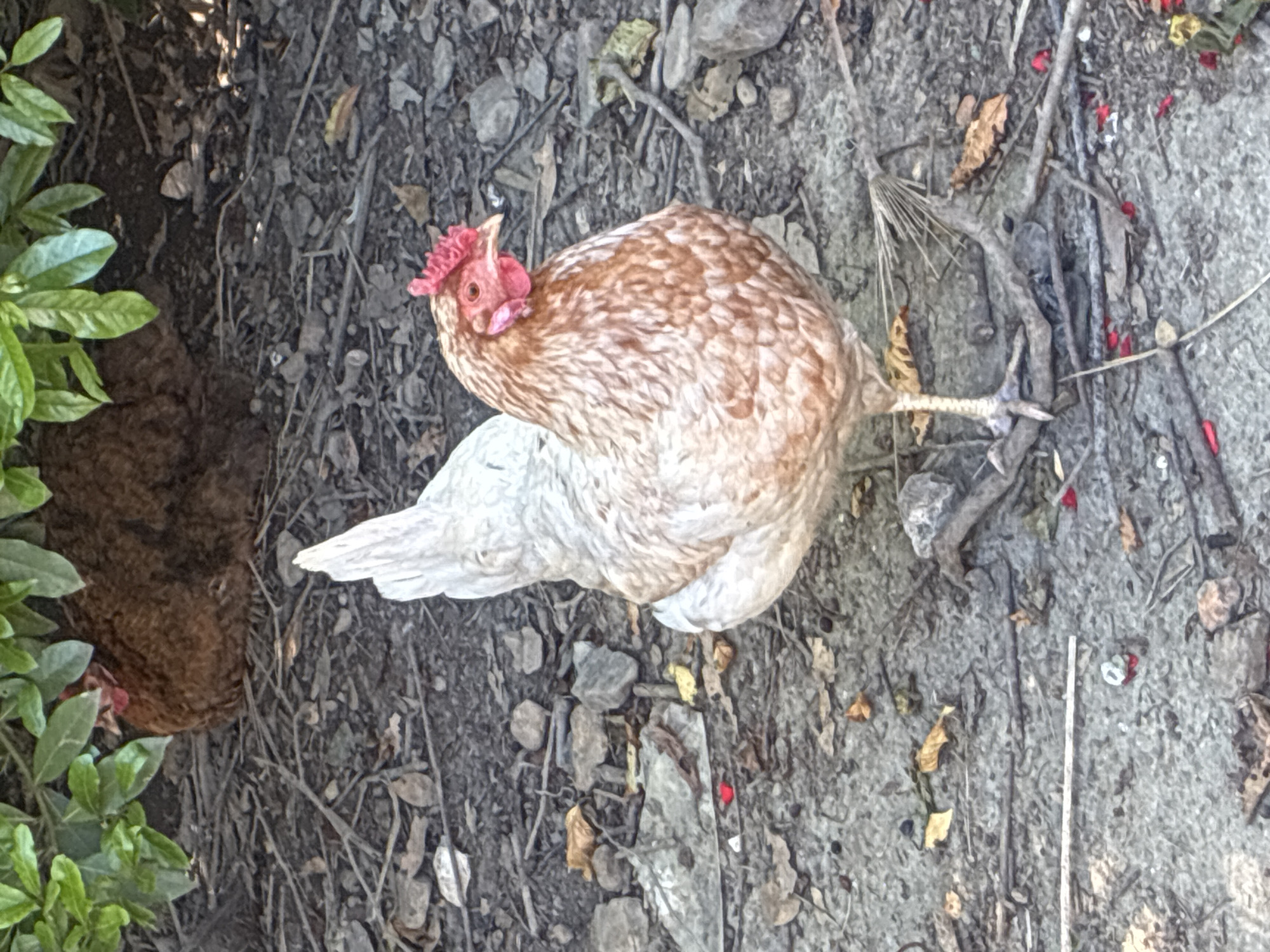 This overhead image, taken in Sochi, Russia, features a light brown and white chicken standing on a patch of uneven ground. The chicken is positioned centrally, with its head facing towards the upper left, clearly showing its bright red comb and dark eye. Its plumage is a mix of mottled light brown and white feathers, with the lower body and tail appearing predominantly white.
The ground beneath and surrounding the chicken is covered with dark soil, various small grey rocks, dried leaves, twigs, and scattered pine needles. To the far left, a portion of another dark brown chicken is partially visible, mostly obscured by vibrant green foliage. This green plant material forms a border along the left edge of the frame. Small red fragments, possibly petals or synthetic material, are sparsely scattered across the ground, particularly in the upper right section of the image.
The scene is outdoors and well-lit by natural daylight, indicating it is daytime. The chicken appears alert, with its head slightly raised. The setting suggests a natural or semi-natural environment, such as a garden or yard. No human subjects or visible text are present in the image.