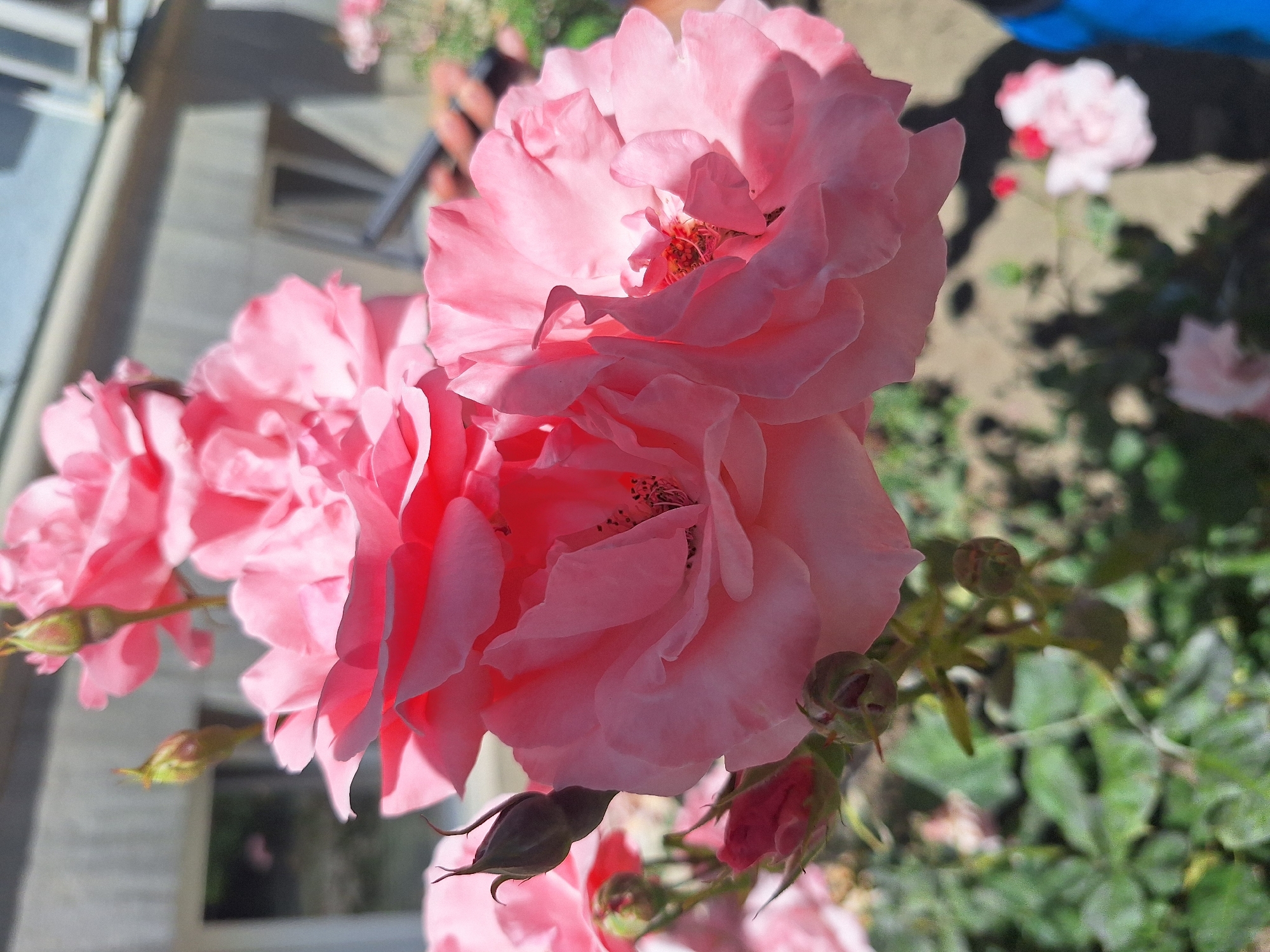 This is a close-up, eye-level, outdoor photograph of several large, pink roses in bloom, with some rose buds visible. The flowers are the primary subject, occupying the majority of the frame and appearing in sharp focus. The petals are delicate and layered, with a gradient of pink hues, some appearing lighter and more translucent in the sunlight, while others are a deeper, more saturated pink. In the background, a building with a light-colored, possibly stuccoed exterior is visible, with windows. The ground appears to be a mix of soil and shadows. There are hints of green foliage from the rose bushes and other plants. The overall lighting suggests a sunny day. There is no indication of the specific location within the city of Varna, Bulgaria.