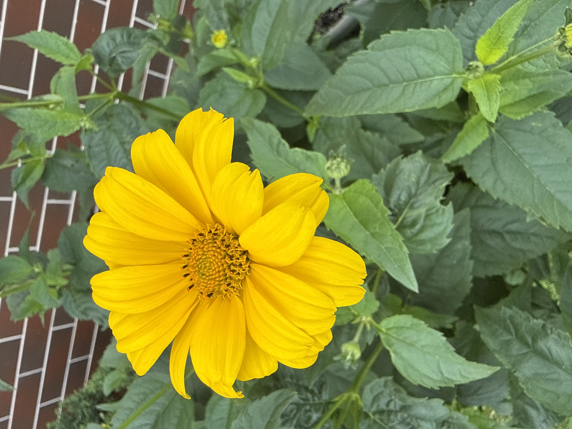A bright yellow flower with delicate petals is the focal point of the image, positioned in the center and slightly to the left. The flower's center is a cluster of small, dark stamens surrounded by a textured disk. Surrounding the flower are lush green leaves of varying sizes, some partially obscuring the flower's stem and lower petals. In the background, a brick wall with a visible pattern of horizontal and vertical lines suggests an outdoor setting. The overall impression is a close-up view of a blooming plant against a structured backdrop, likely in a garden or a similar outdoor environment in Galinė, Lithuania. No people or animals are visible in the frame.