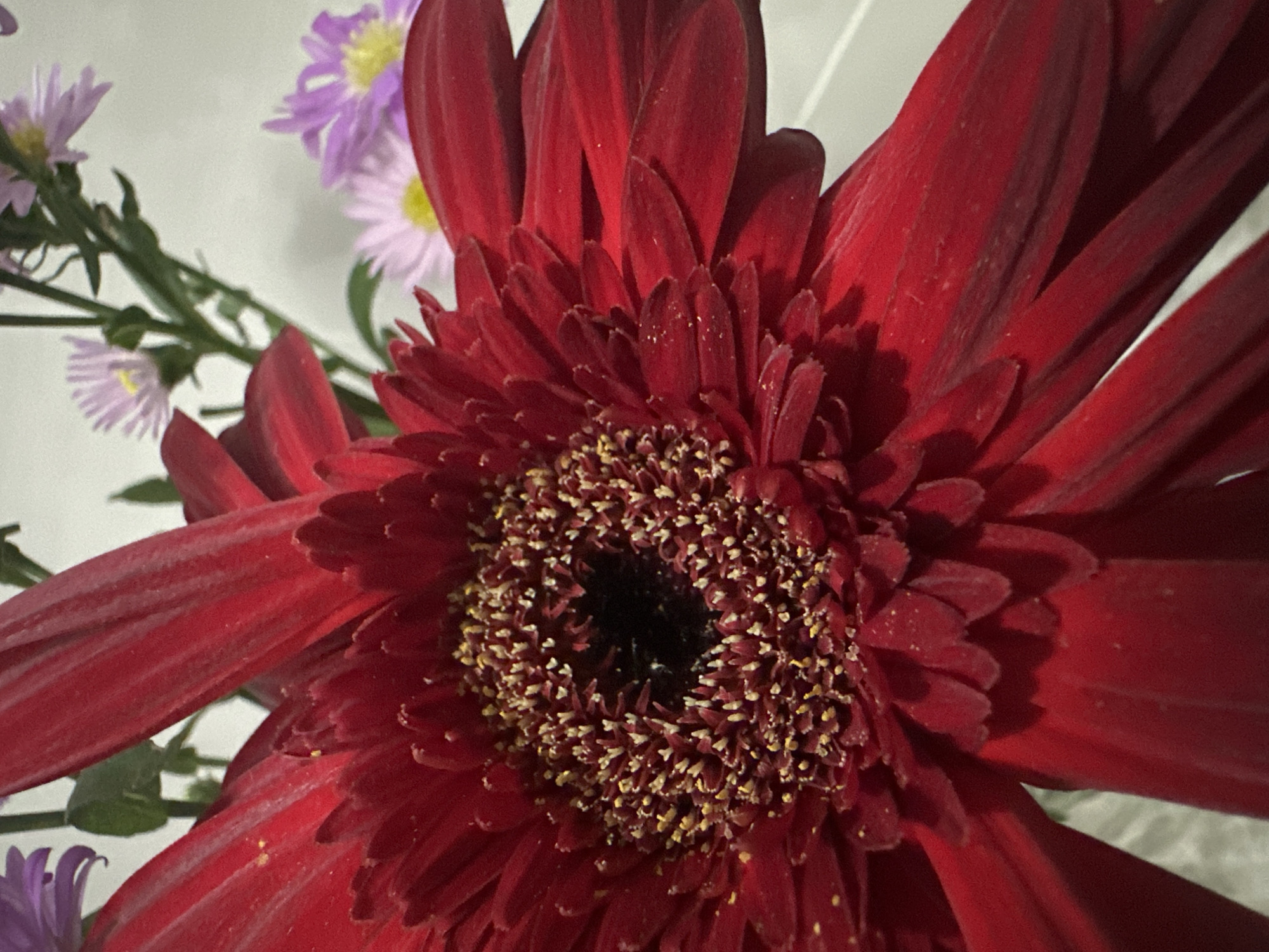 The image shows a close-up of a red gerbera daisy with a dark center surrounded by yellow pollen. In the background, there are smaller purple aster flowers with green stems and leaves. The background appears to be a plain, light-colored surface. There is no information to suggest a location in Bac Nha Trang Ward, Vietnam or any specific city.