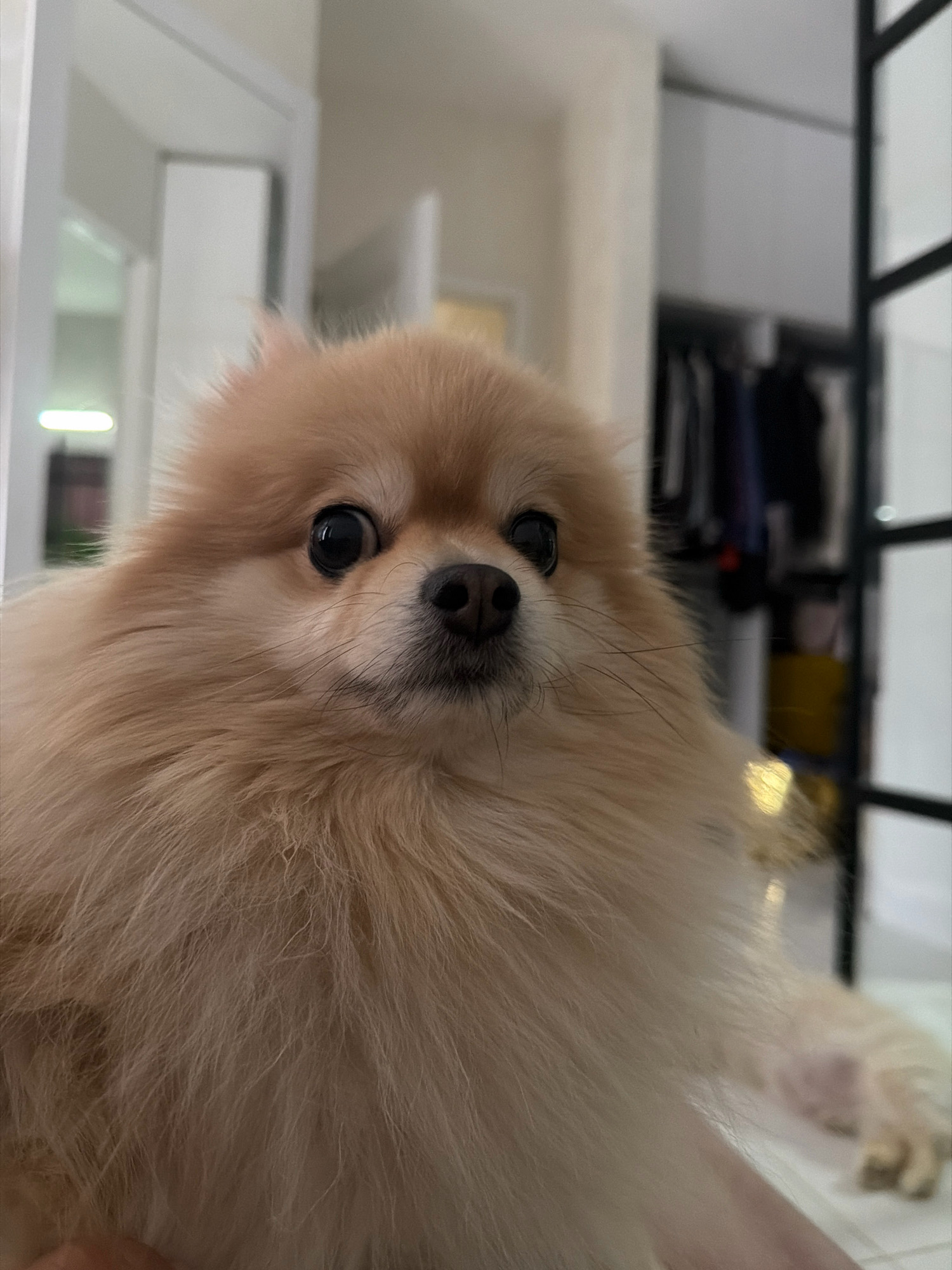 A pomeranian dog with light brown fur and dark eyes is looking at the camera. The dog's head is close to the camera and its body is partially visible. The background is blurred and appears to be an indoor setting. To the left, there is a doorway or hallway with white walls. To the right, there is a wardrobe or closet with clothes hanging inside, and a black metal frame structure. The floor is white. The location of the image is not identifiable as Tbilisi, Georgia, based on the visual information alone.