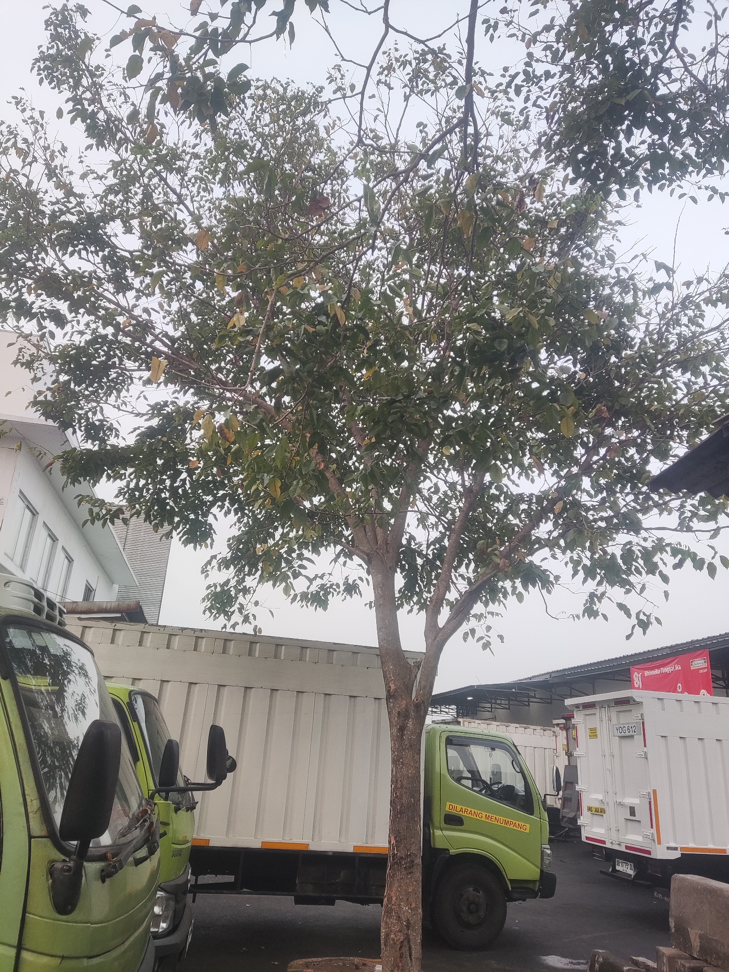 The image depicts an outdoor scene in Trihanggo, Indonesia, likely a logistics or industrial area. In the foreground, to the left, are the cabs of two light green trucks. The truck on the far left has its side mirror visible, reflecting foliage. The second truck, slightly to the right, also has its side mirror visible, and a yellow sticker with text in Indonesian reads "DILARANG MENUMPANG" (No Hitchhiking). Behind these trucks, a long, white truck trailer with corrugated sides is parked. Further in the background, to the right, are more white truck trailers. Above the trailers, a building with a light-colored roof and some windows is partially visible on the left. A large tree with green and yellowing leaves stands prominently in the center, its branches extending across the upper half of the image against a pale, overcast sky. The ground appears to be asphalt or a similar paved surface. The overall impression is of a cloudy day in a functional, utilitarian setting.