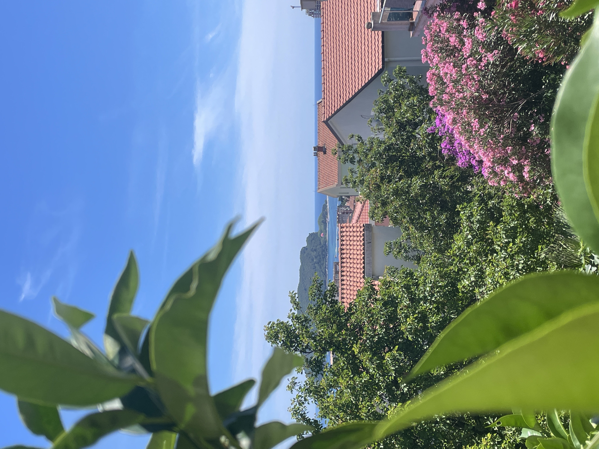 An outdoor, elevated view captured on a clear, sunny day in Budva, Montenegro, showcases a coastal town scene. The foreground features lush green foliage, possibly from trees or large plants, with some leaves blurred due to proximity to the camera lens.
Beyond the foliage, a cluster of buildings with distinctive orange-tiled roofs dominates the mid-ground. These structures appear to be residential or part of a resort, with white or light-colored walls. Interspersed among the buildings are more trees, with one prominent tree on the left displaying dense green leaves. To the right, a vibrant bush or small tree is covered in bright pink and purple flowers, adding a splash of color to the scene.
In the background, the turquoise waters of the Adriatic Sea stretch towards the horizon, meeting a bright blue sky dotted with wispy white clouds. A distant, green, hilly island or peninsula is visible across the water, with a small structure possibly on its shore. The overall impression is one of a picturesque Mediterranean coastal town on a beautiful summer day. No people or discernible actions are present in the image.